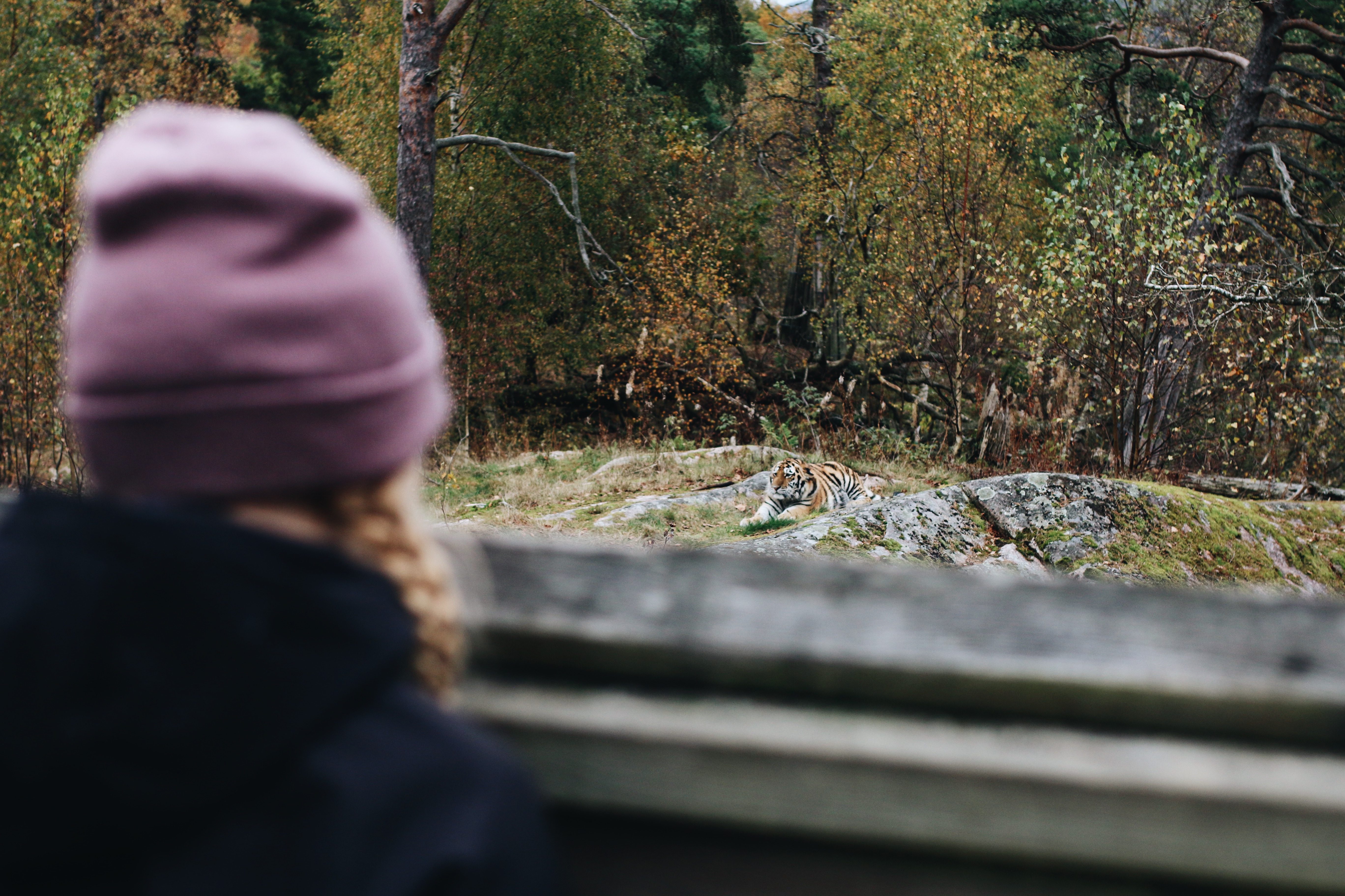 Familjeaktivitet hos Nordens Ark