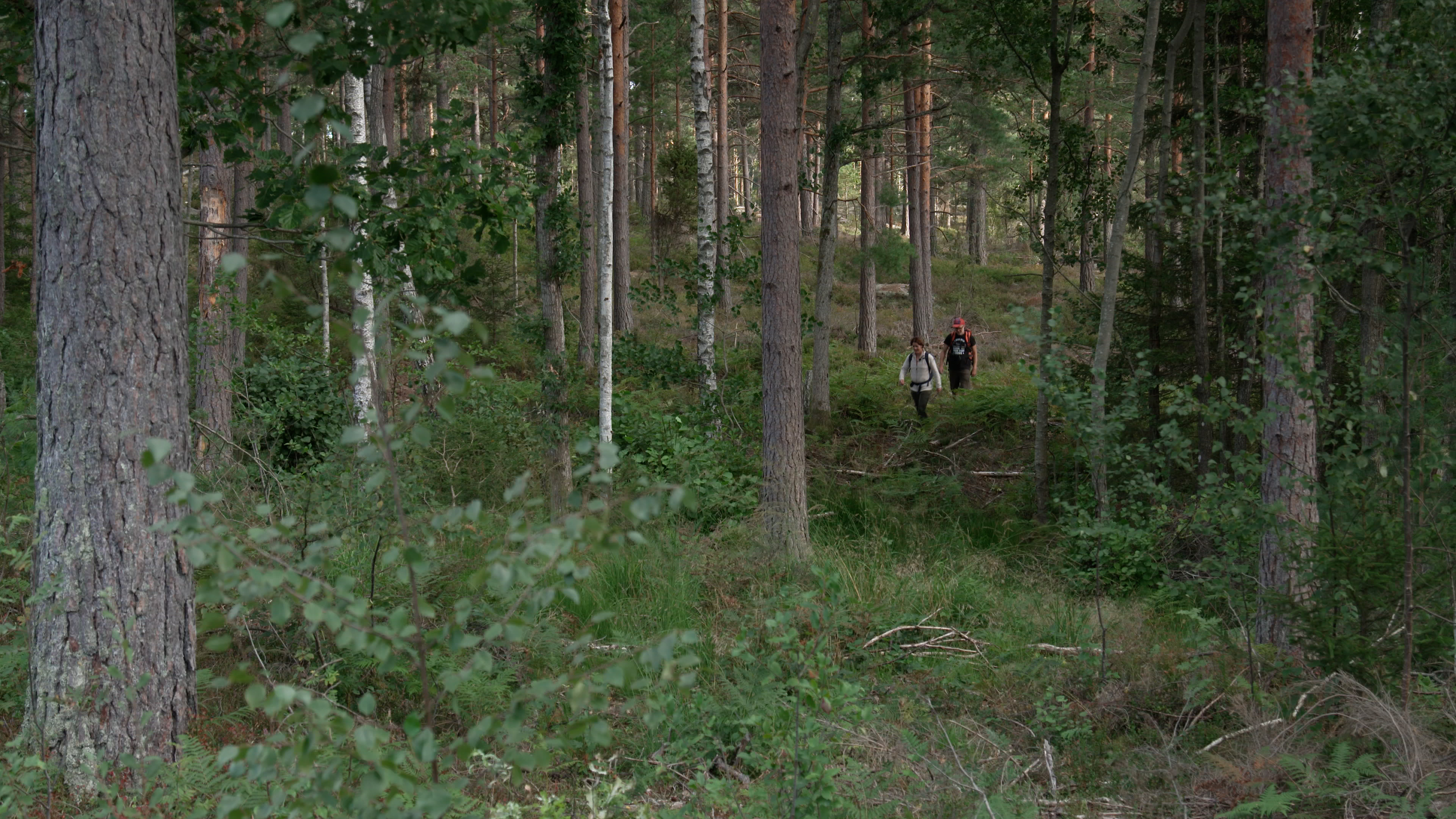 The Pilgrim Path Dalsland
