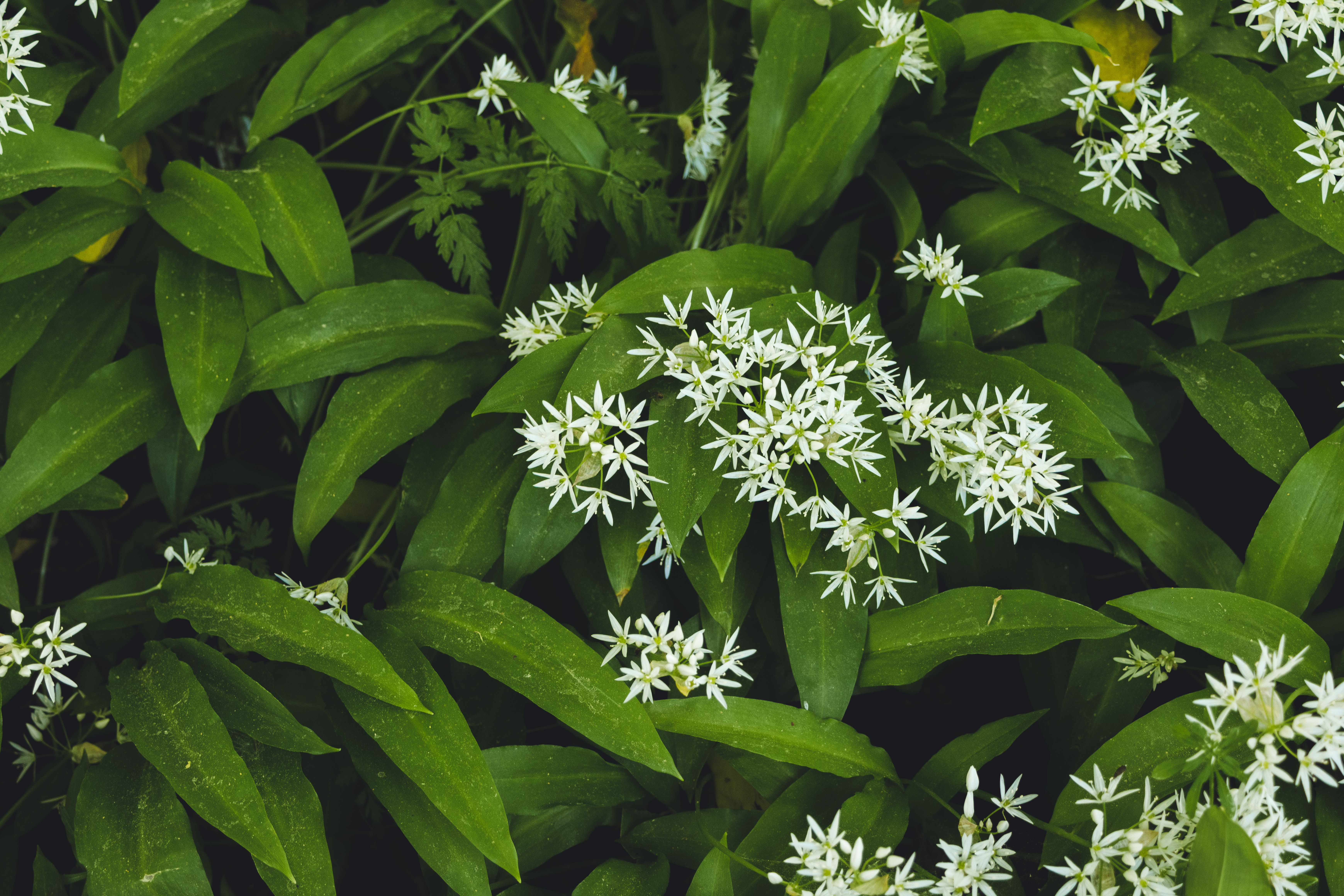 Fält av ramslök i blom. 