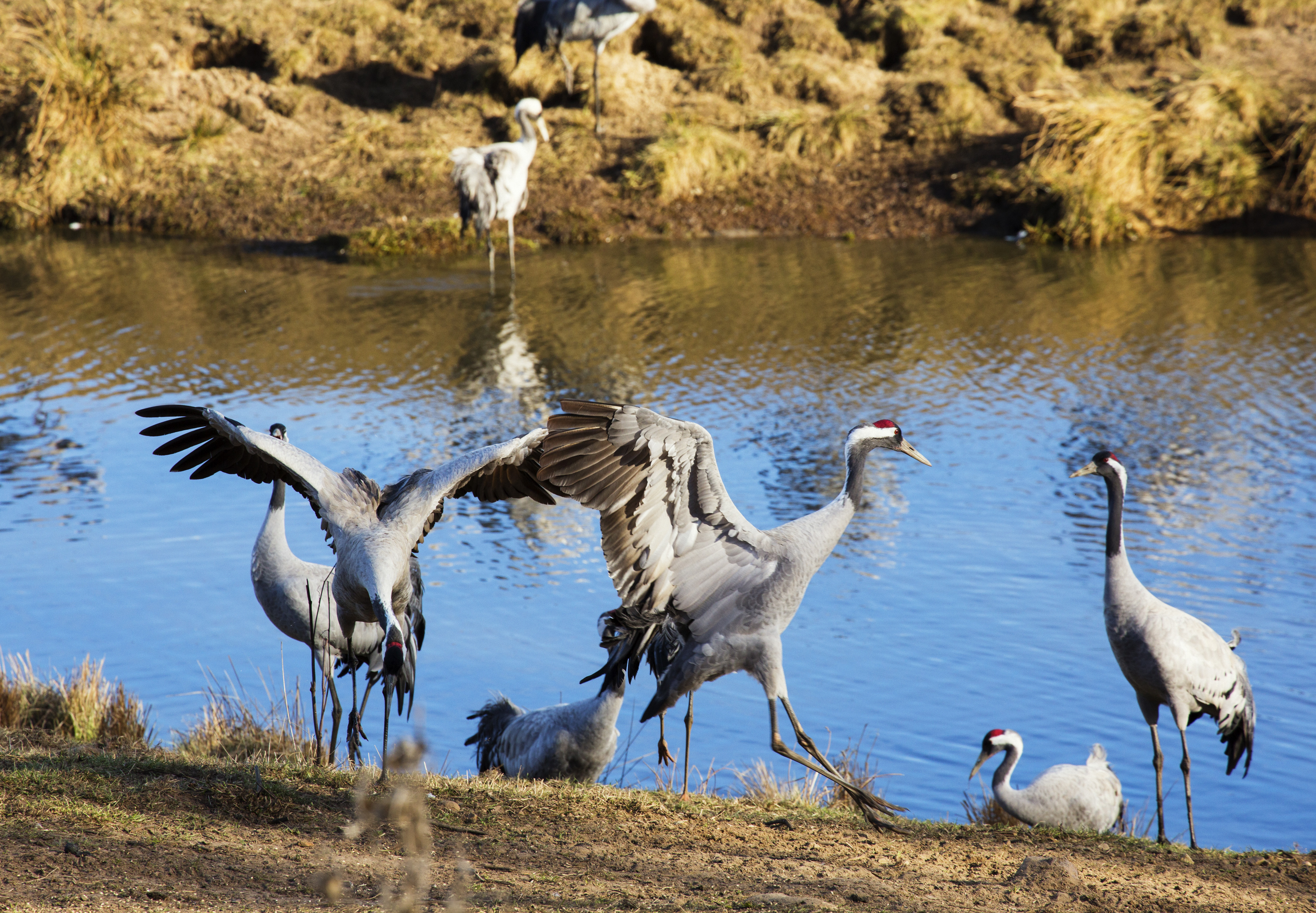 Tranor flyger vid Hornborgasjön.