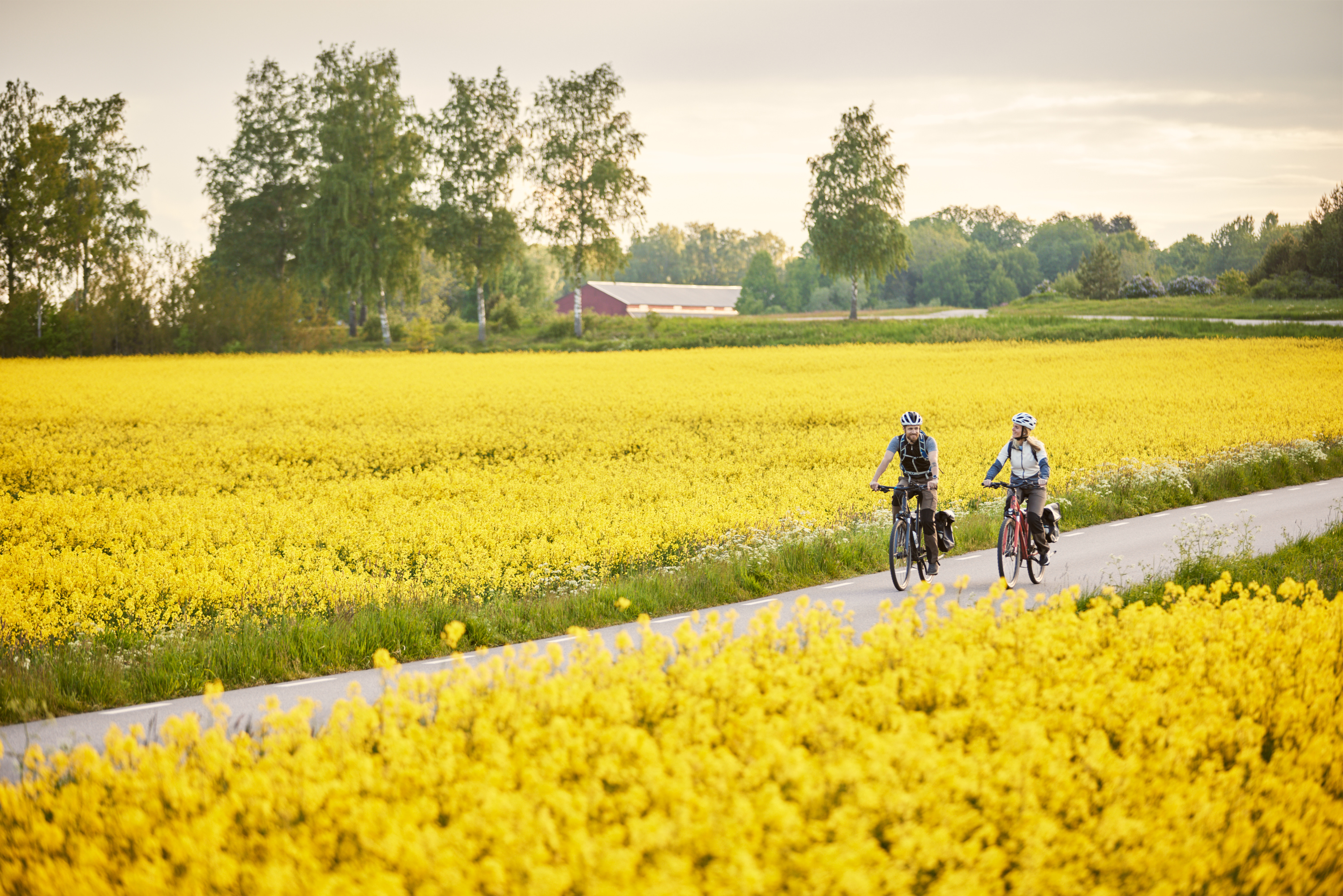 Friends cycling among rapeseed fields
