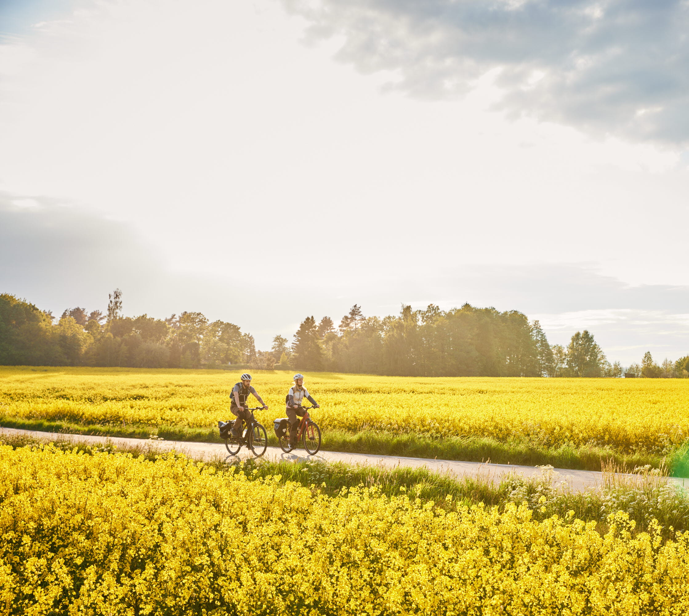 Friends cycling among rapeseed fields