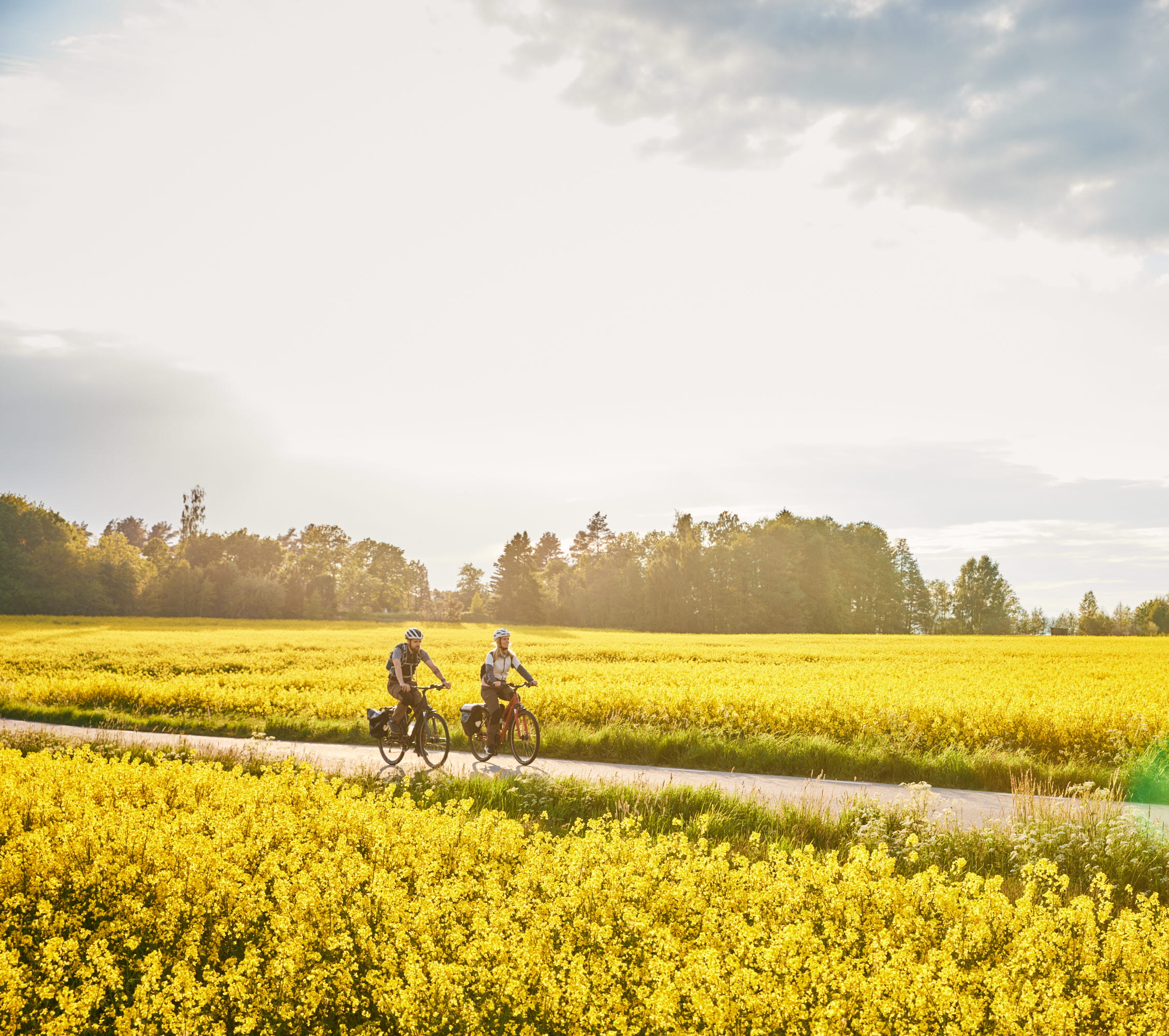 Friends cycling among rapeseed fields