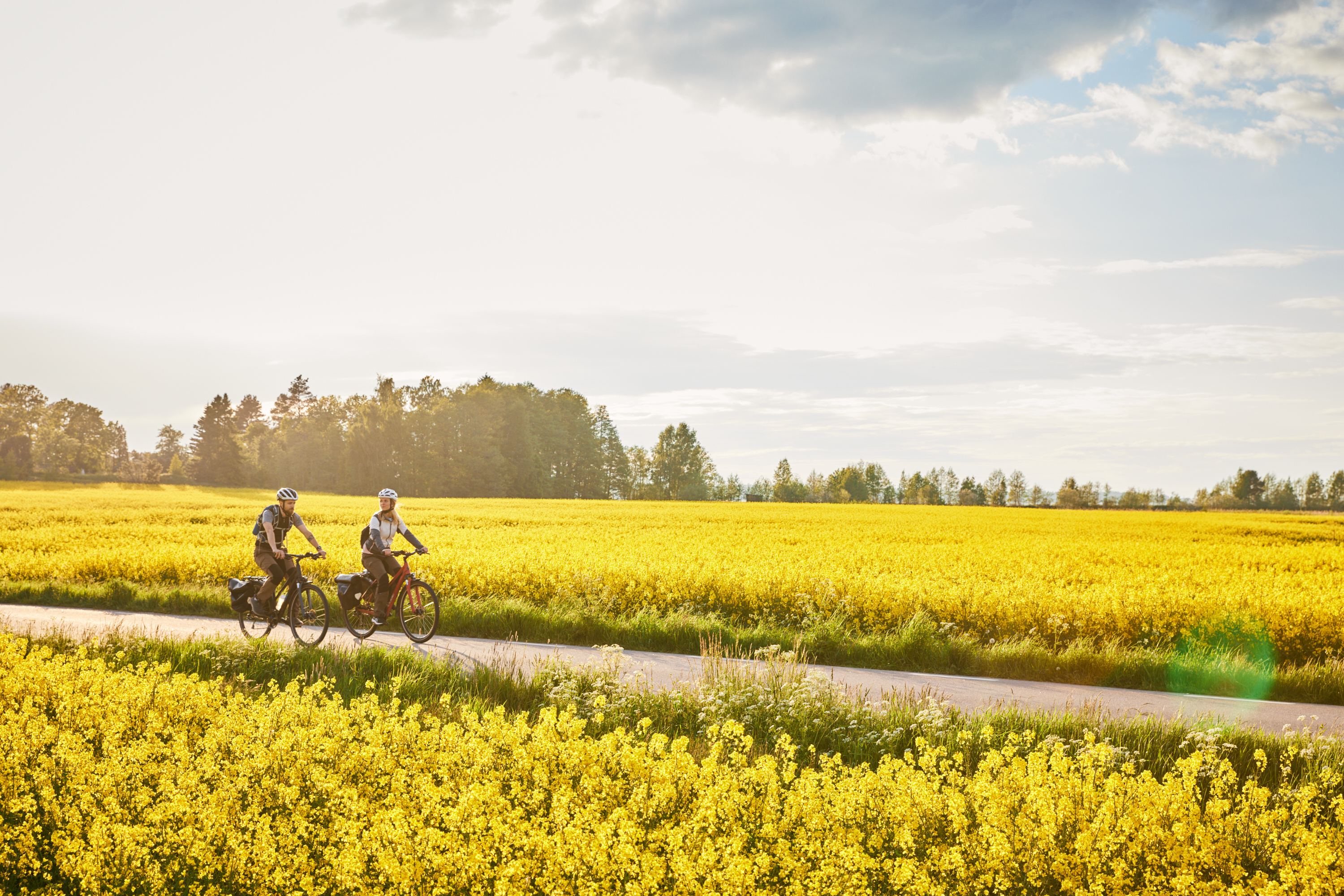 Friends cycling among rapeseed fields