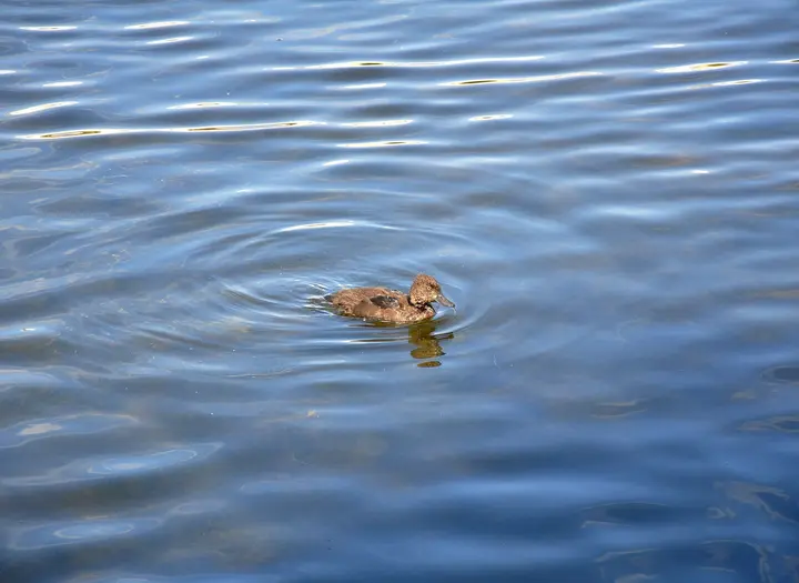 Helgesjön