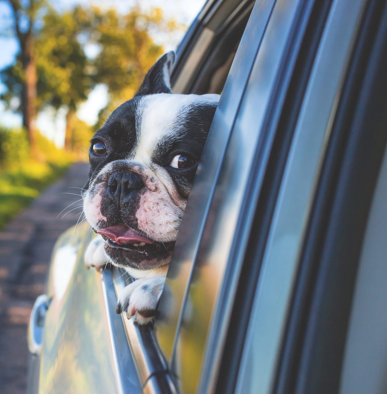 hund i bil på landsväg