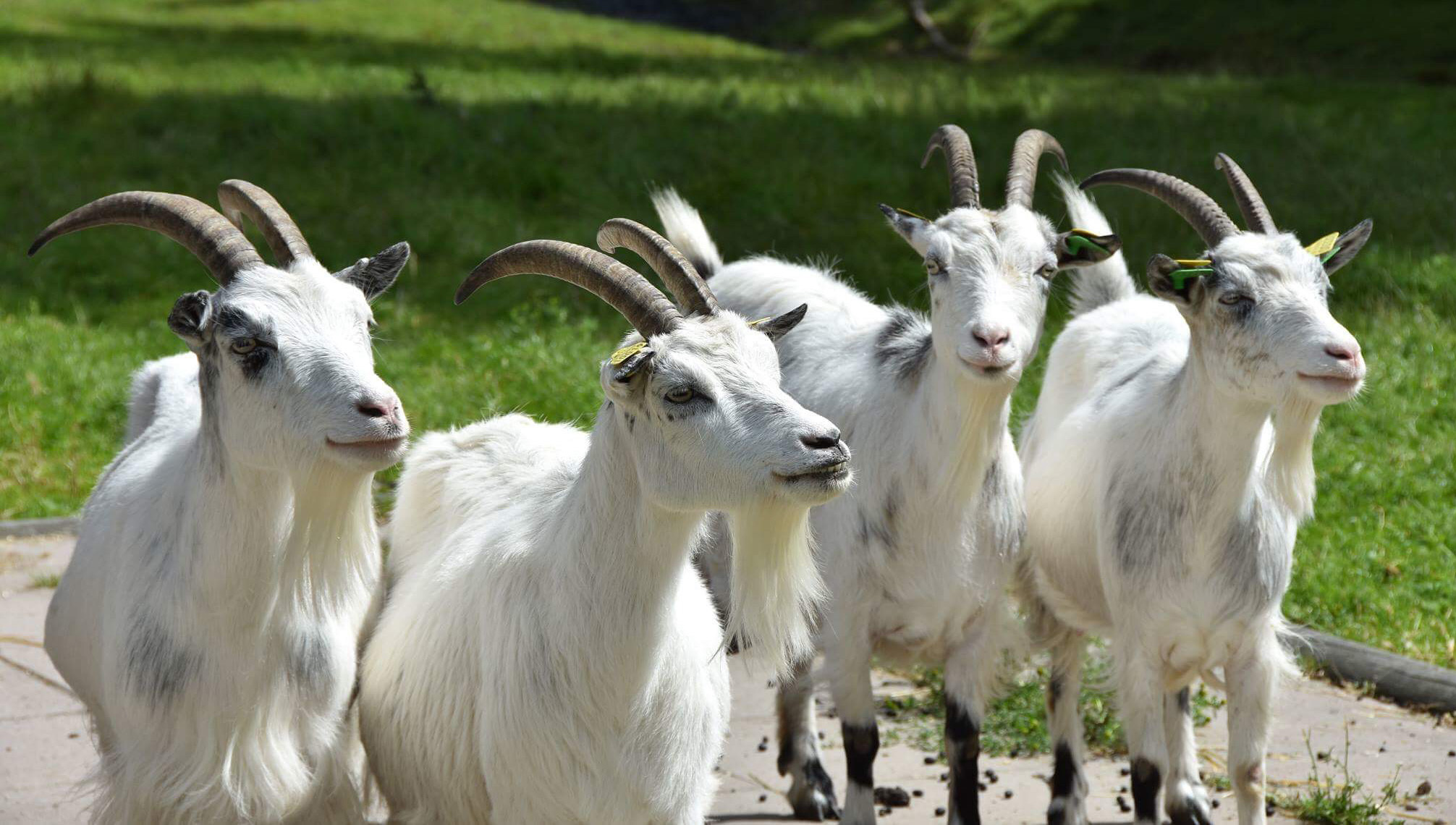 Fyra getter som står och tittar.