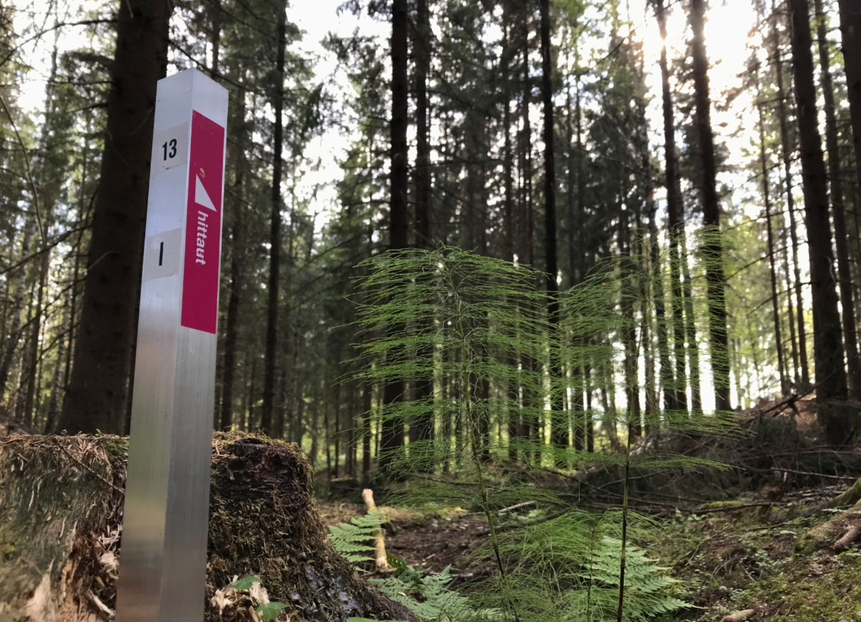Hittaut skylt i skogsdunge