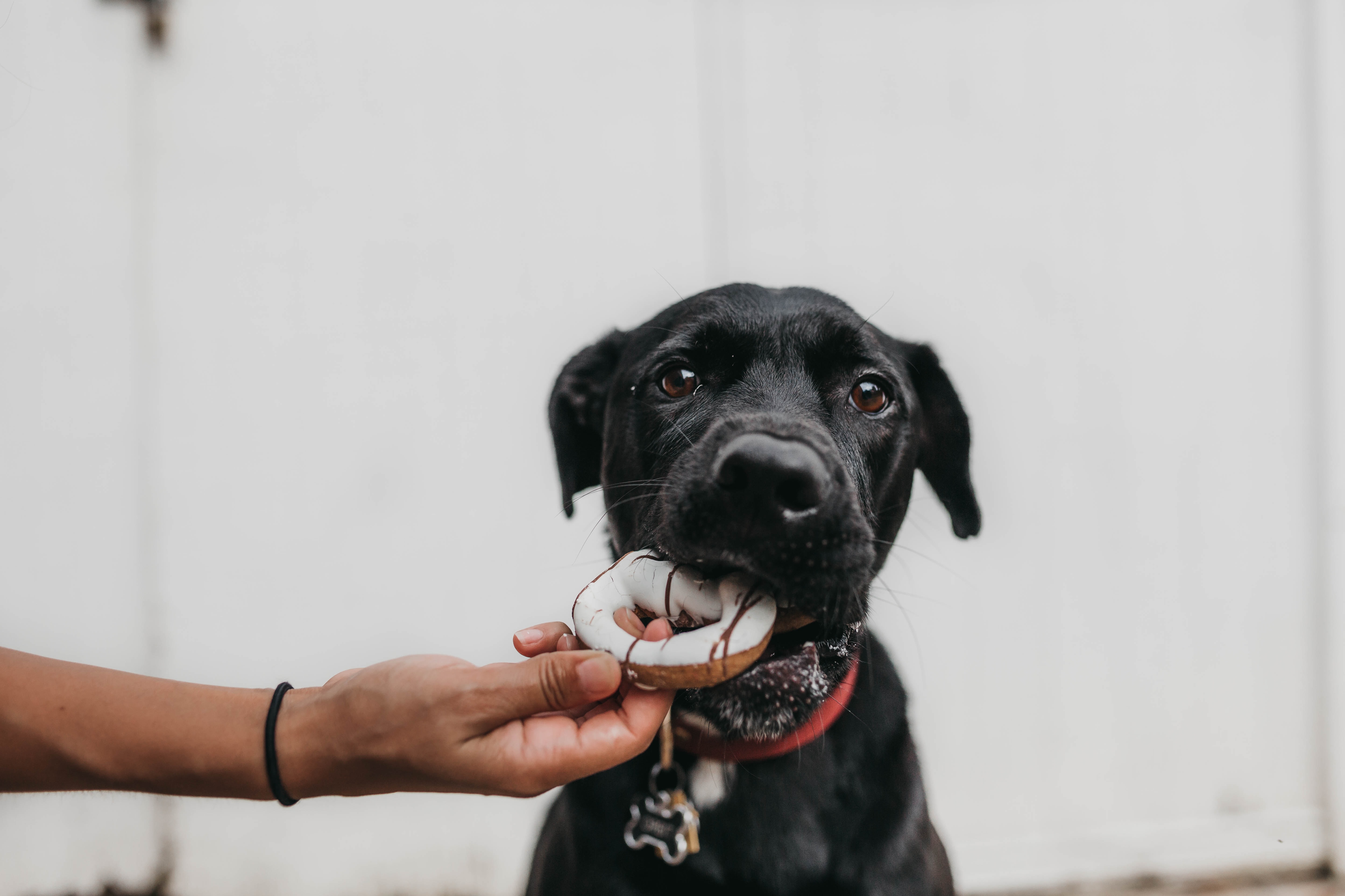 Back dog looking into camera with a toy in its mouth
