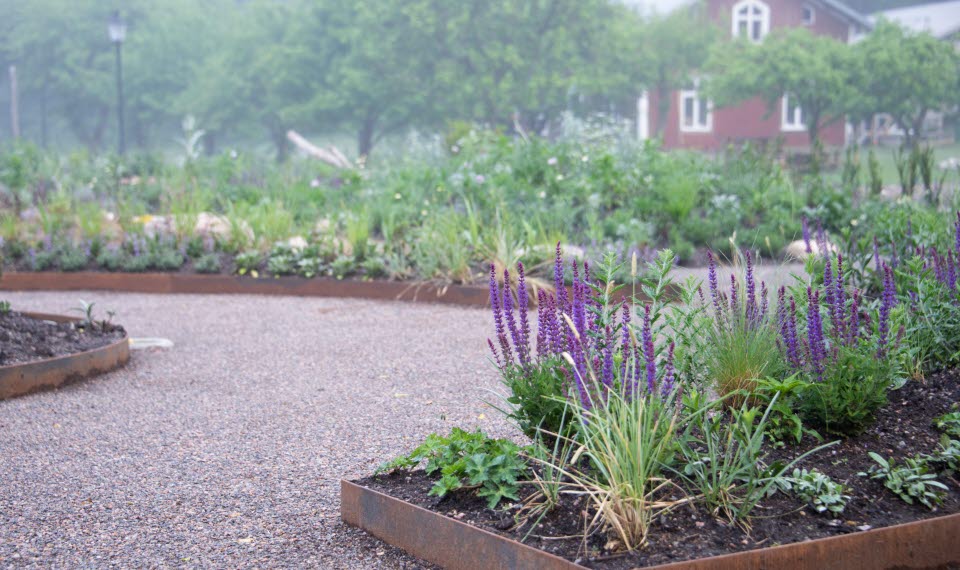 Rabatt med lila blomma och grusgång.