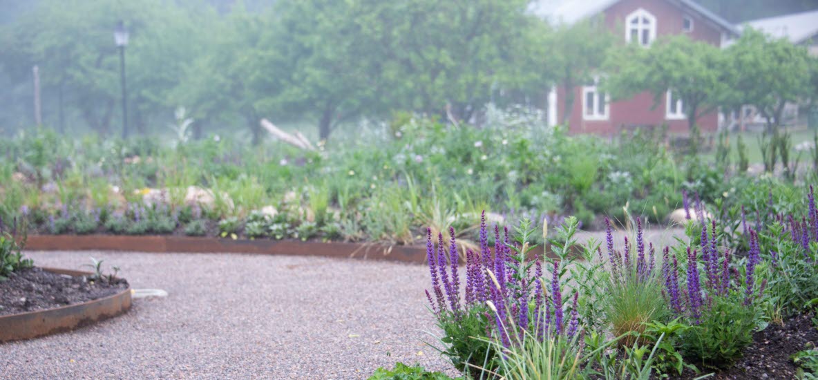 Rabatt med lila blomma och grusgång.