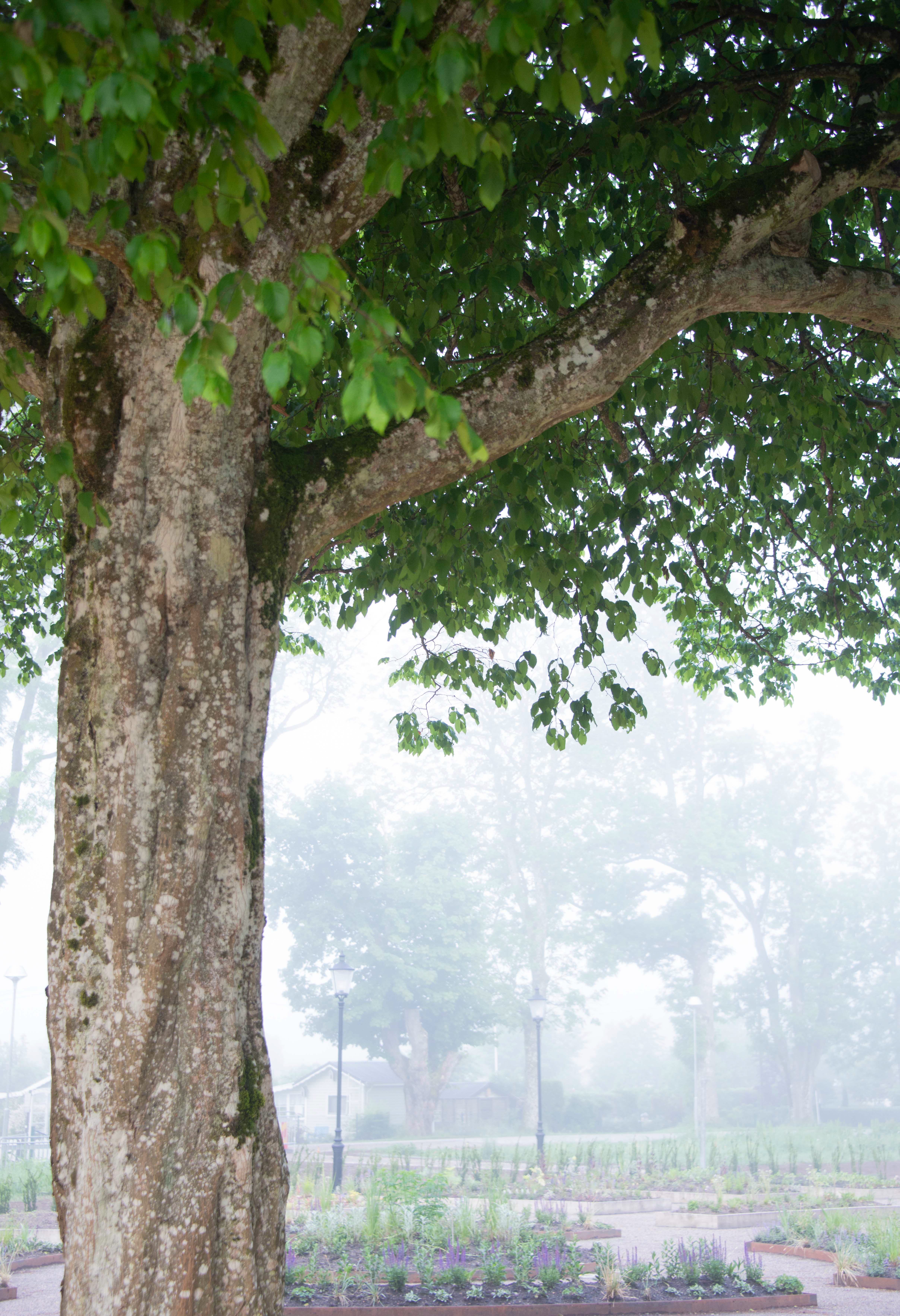 Tree trunk and canopy in a foggy garden