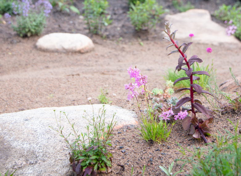 Flower discount but sand, stones and flowers.
