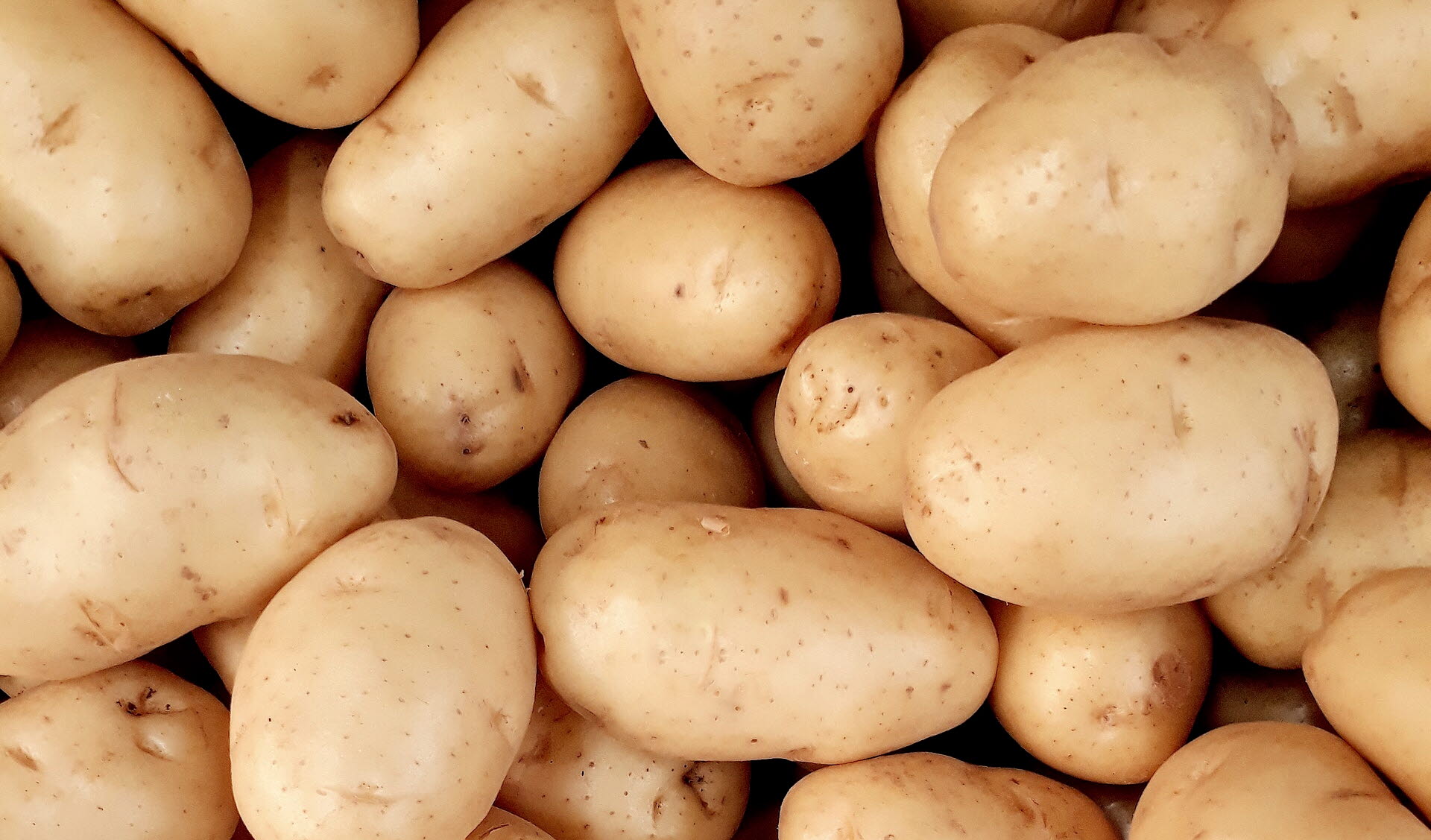 Närbild på c. 50 potatisar