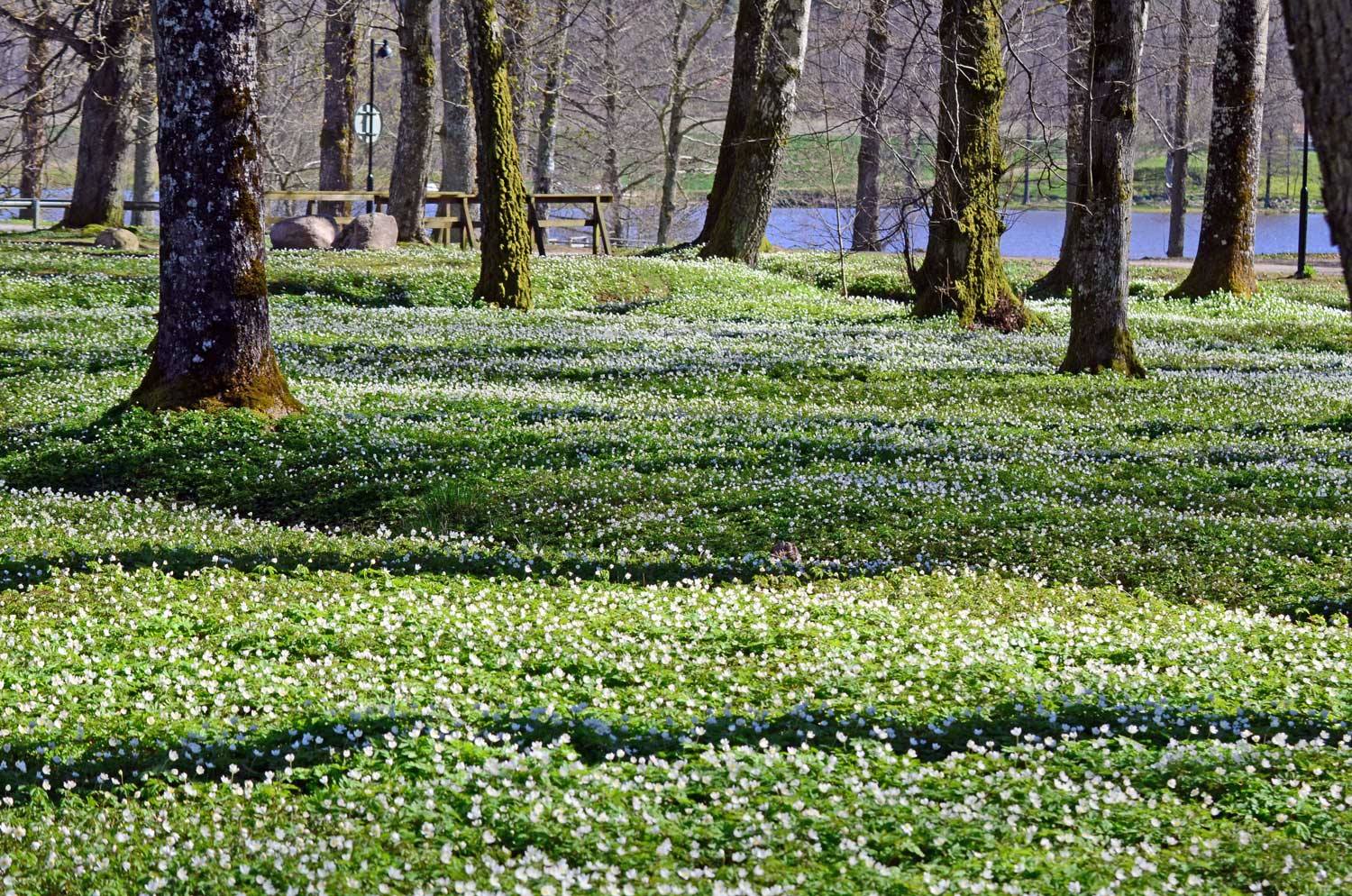 vitsippor gräfsnäs.