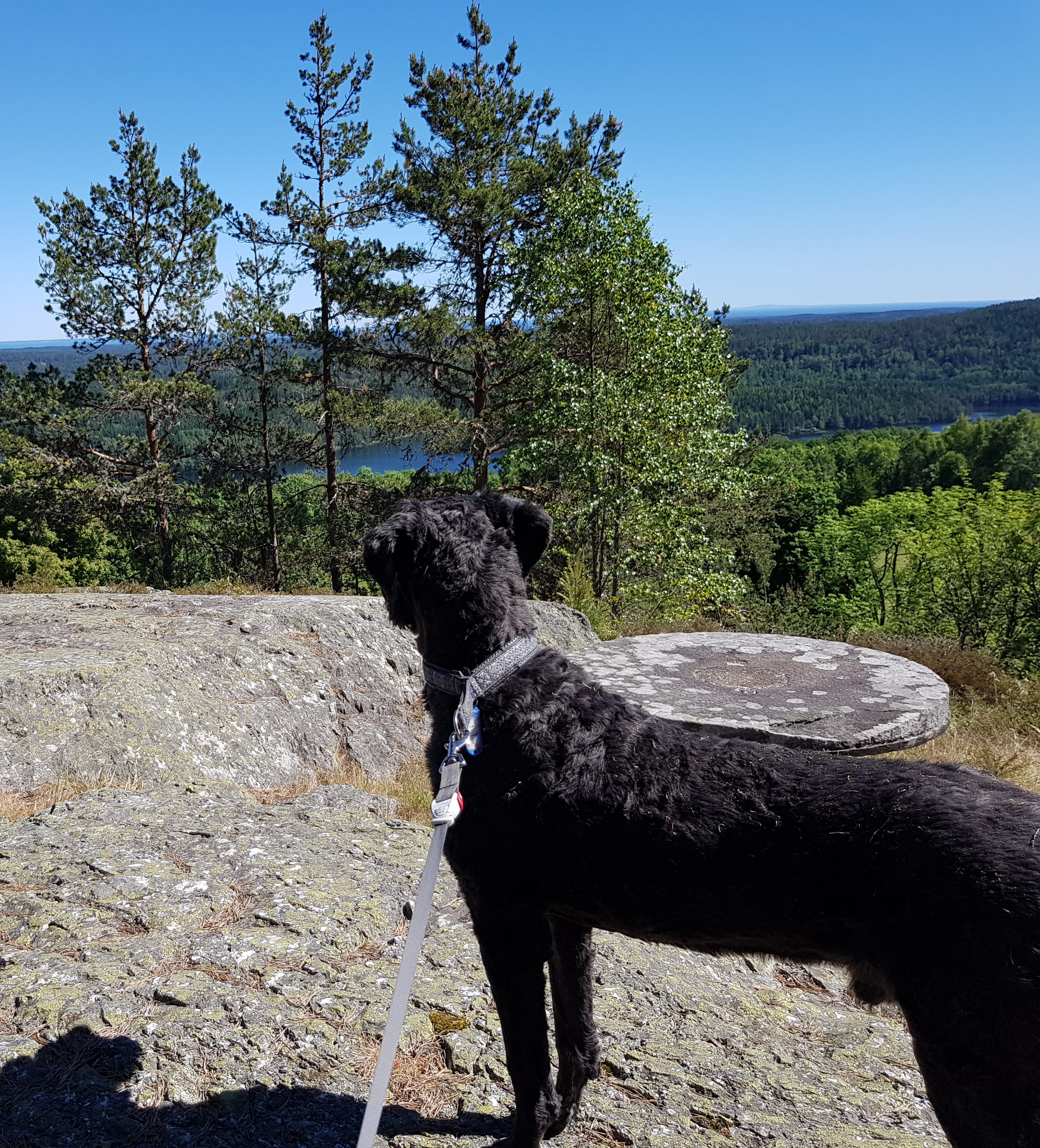 Hund tittar ut över berg