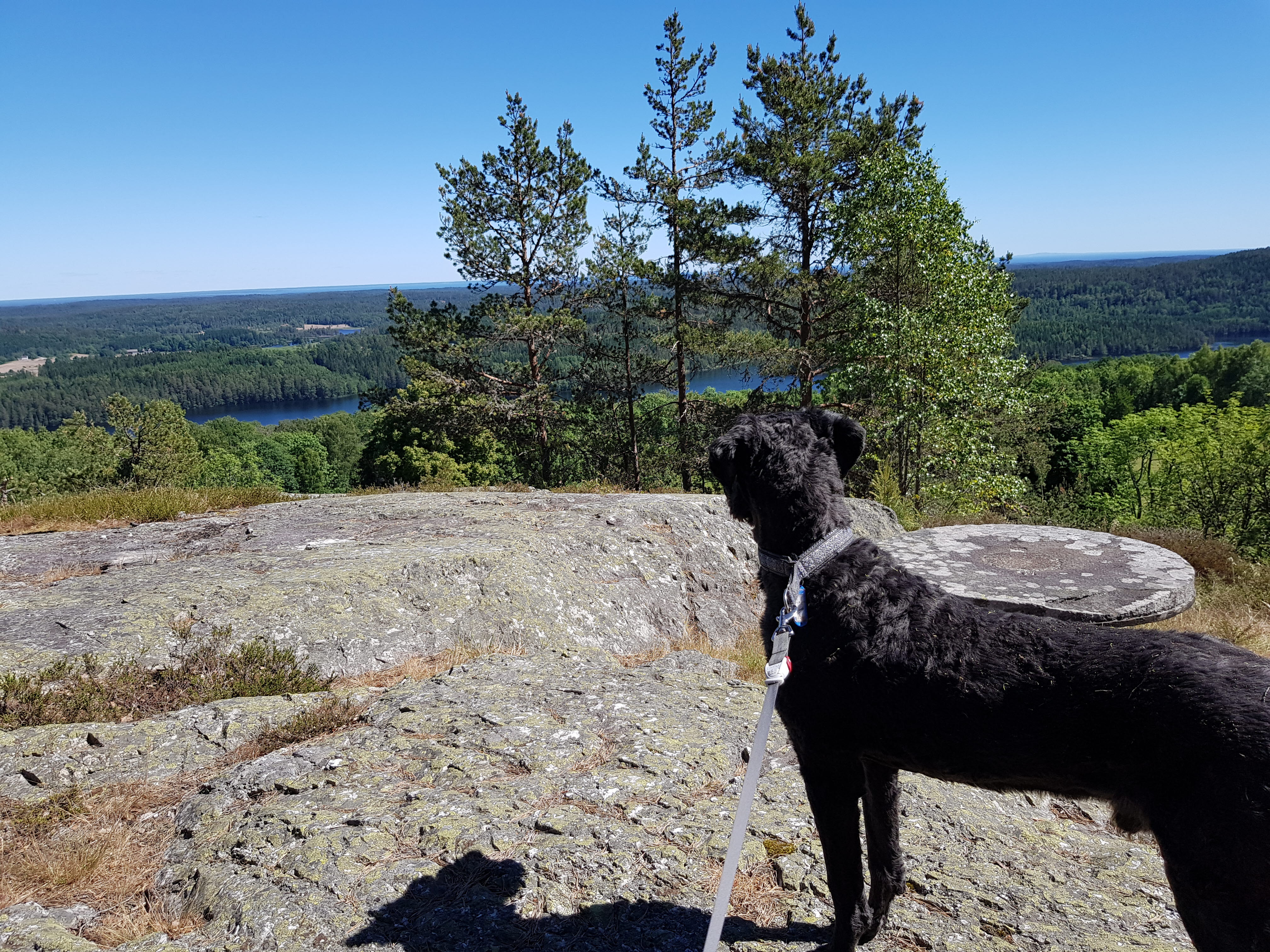 Hund tittar ut över berg