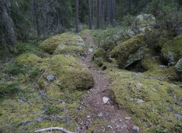 Öjersbyns gammelskog