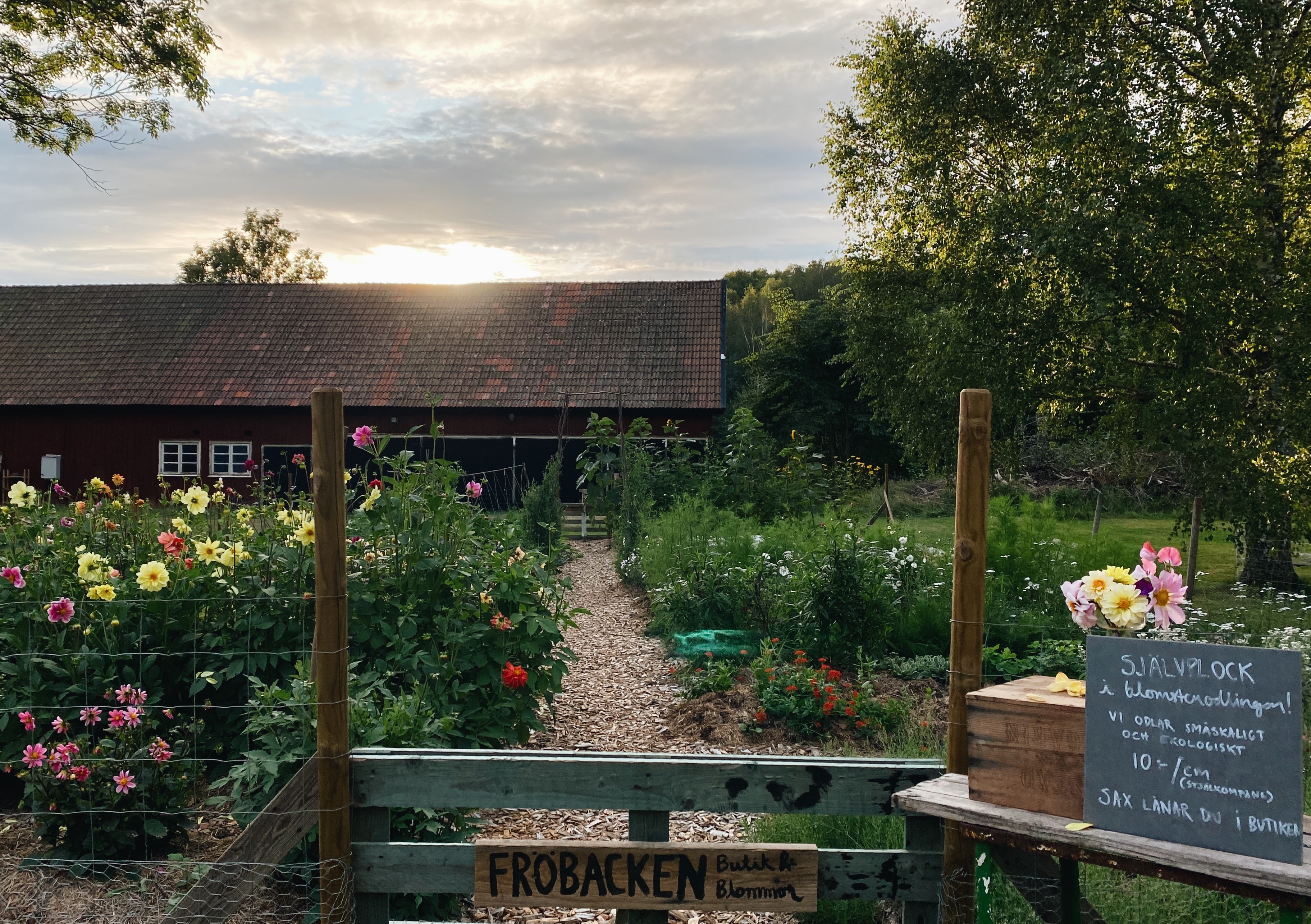 Fröbacken – snittblomsodling och gårdsbutik