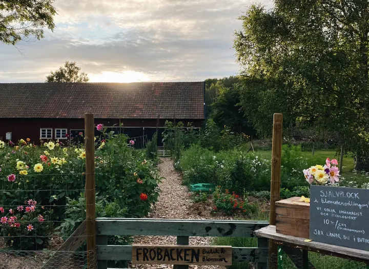 Fröbacken – snittblomsodling och gårdsbutik