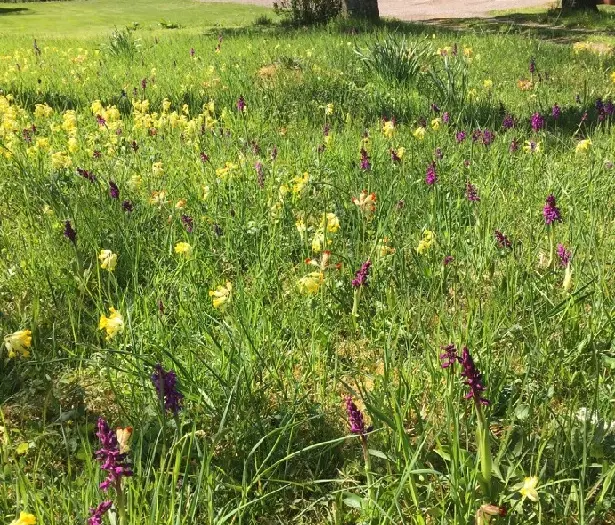 Vandringstips Blomsterprakt i Kingebol