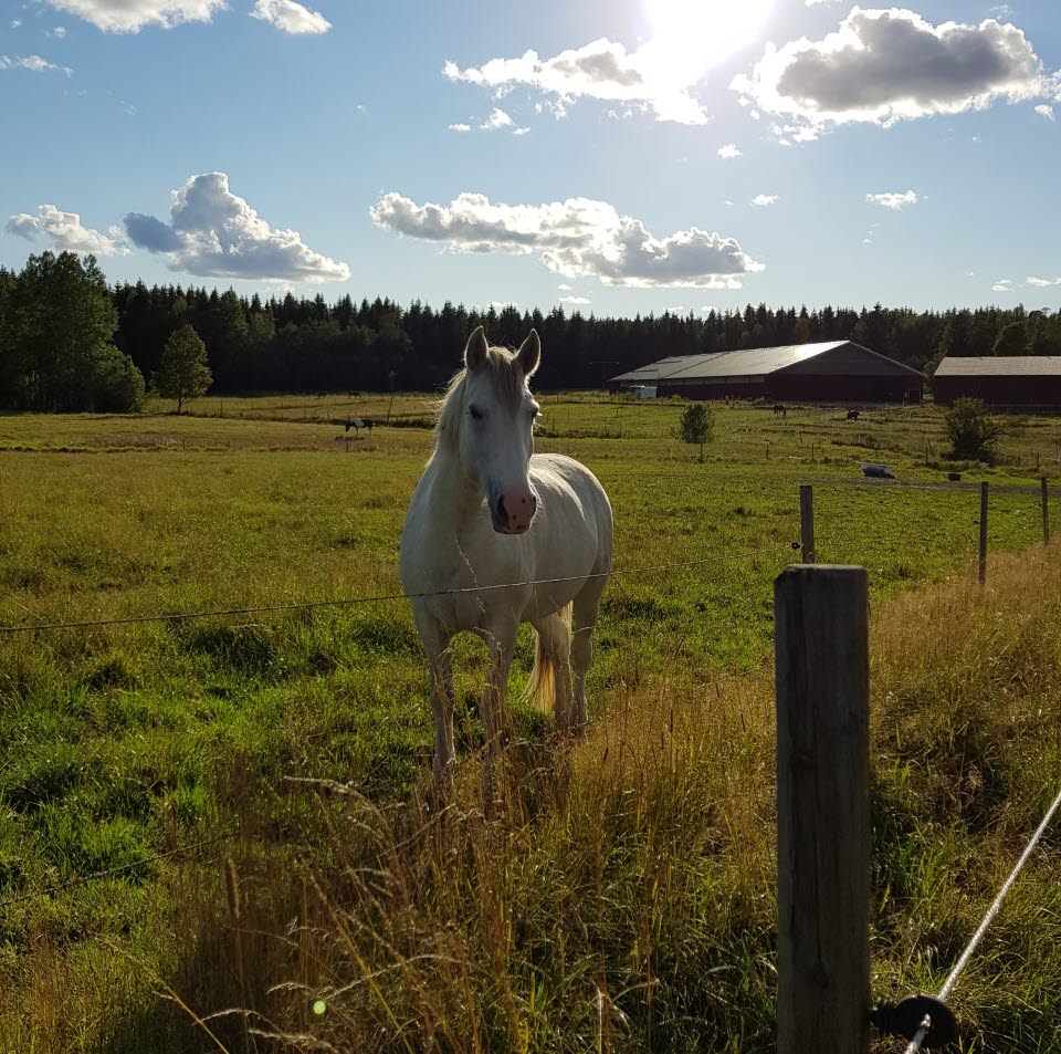 Åmåls Ridklubb