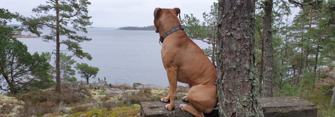 Ta med hunden till Rolfskärrs Stugby vid Vänern. 