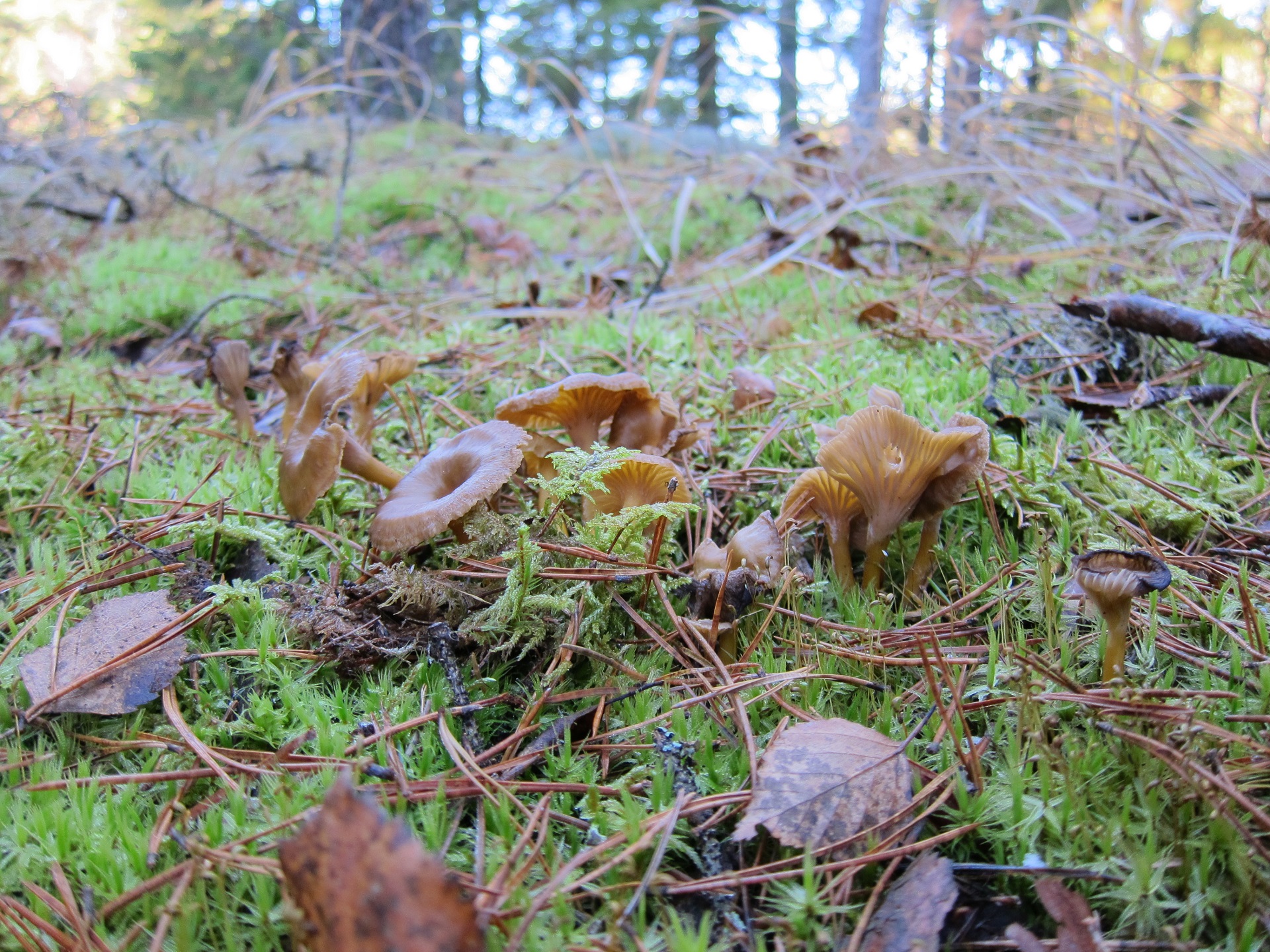 Stora och Lilla Bräcke Naturreservat