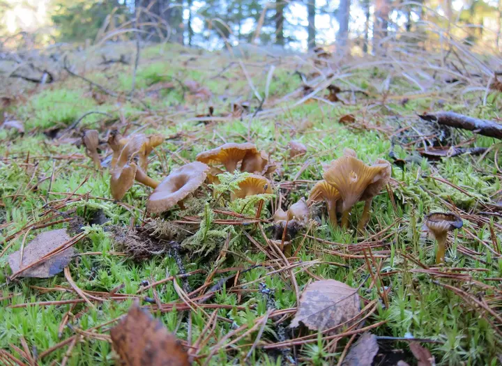 Stora och Lilla Bräcke naturreservat