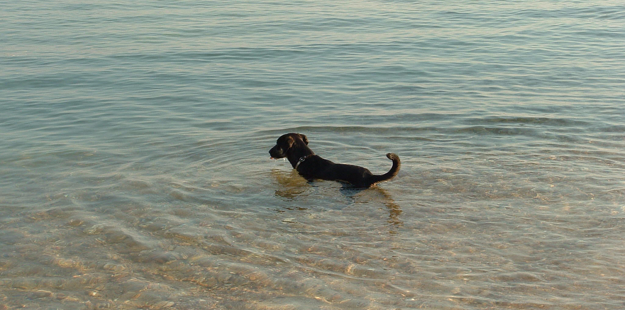 Hundbadplats i Åmål