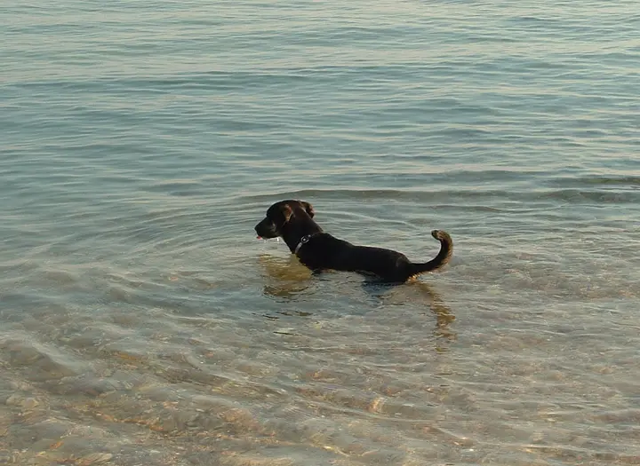 Hundbadplats
