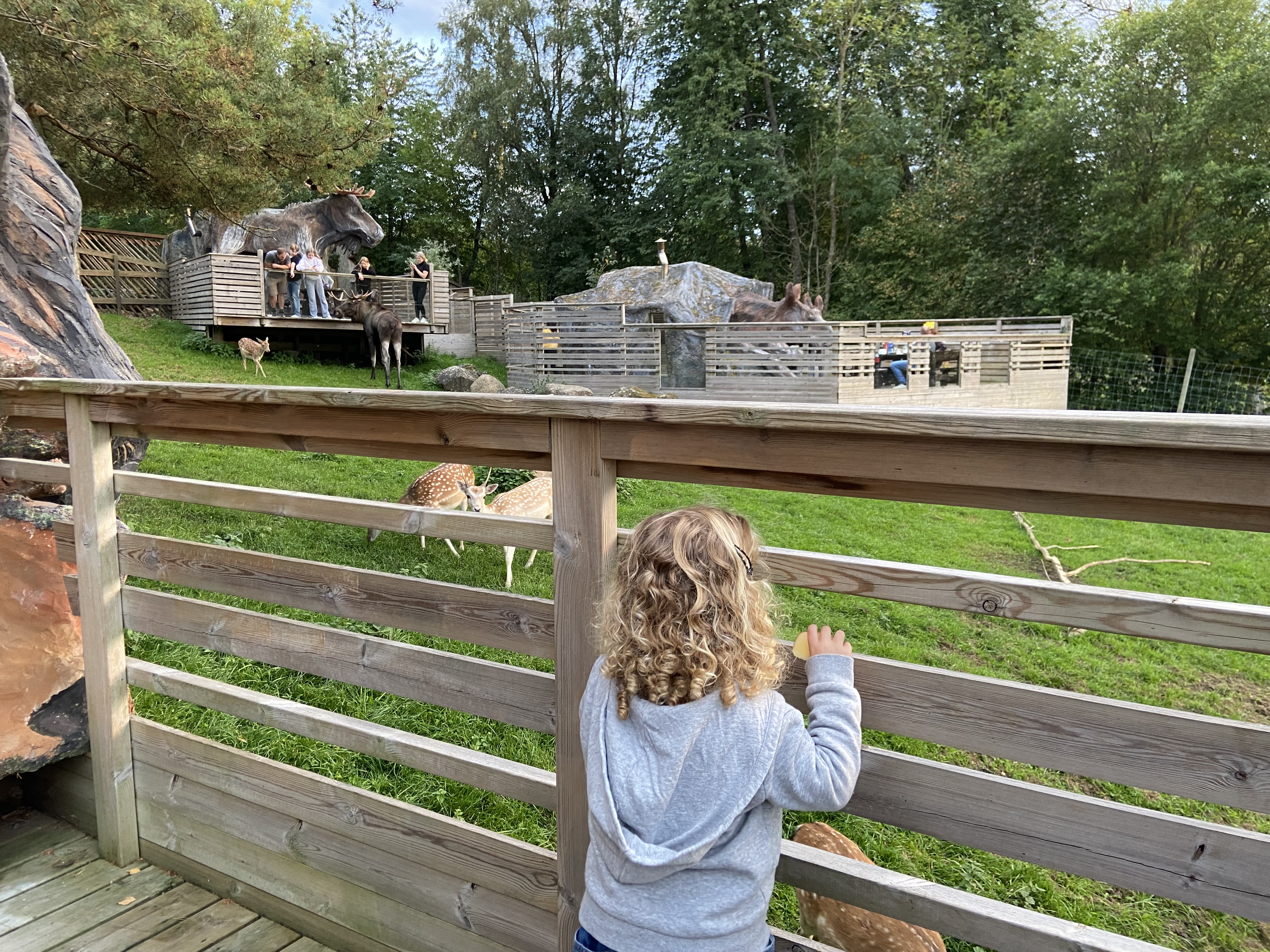 A child looks at animals in an enclosure.