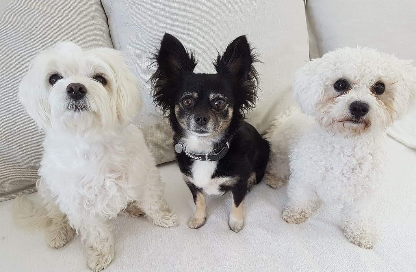 Hotell Syfabriken hund