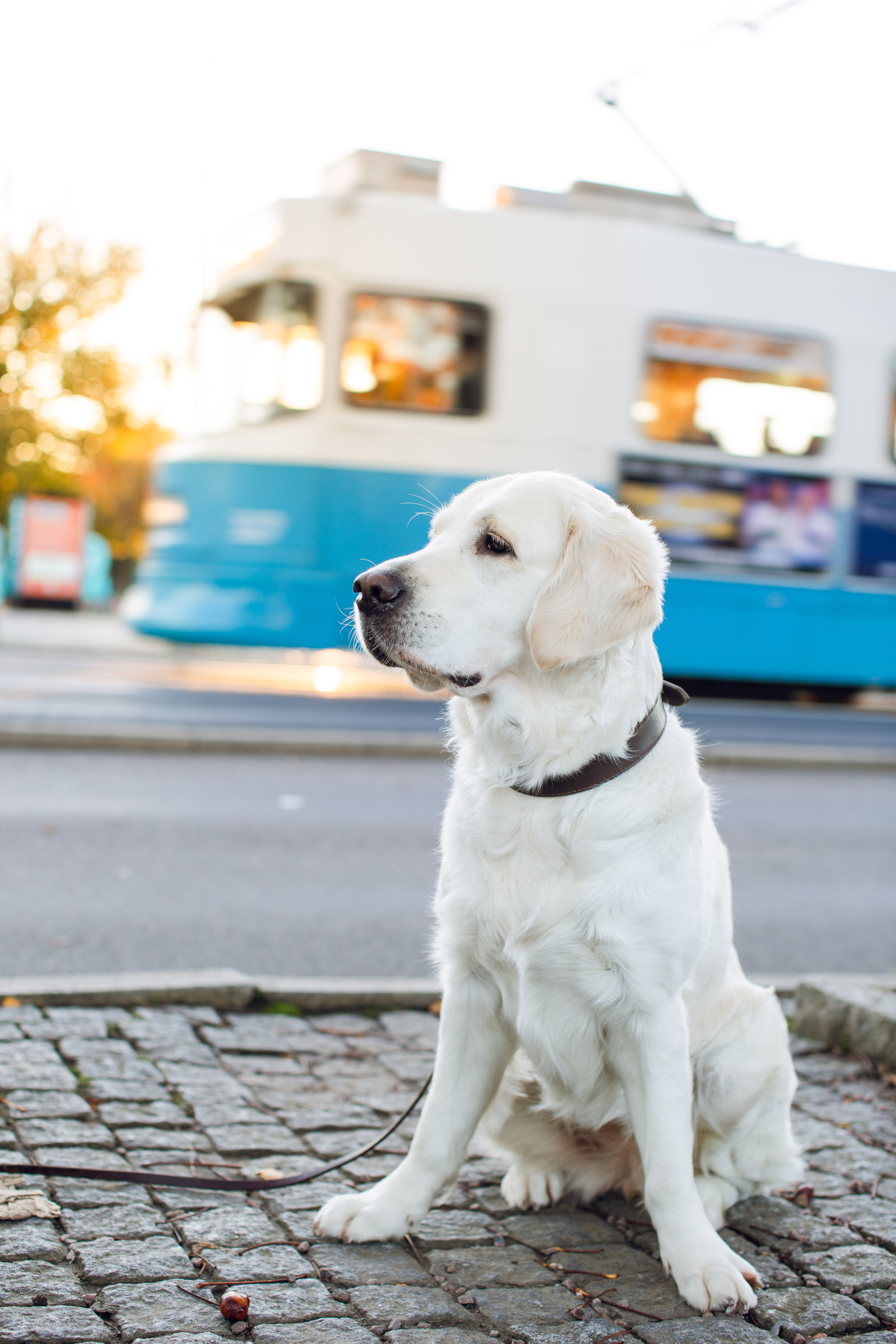 Hund vid spårvagn i Göteborg
