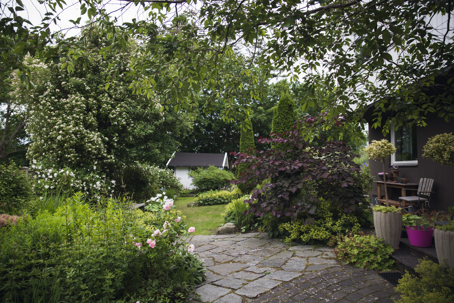 Grönskande trädgård med vackra växter.