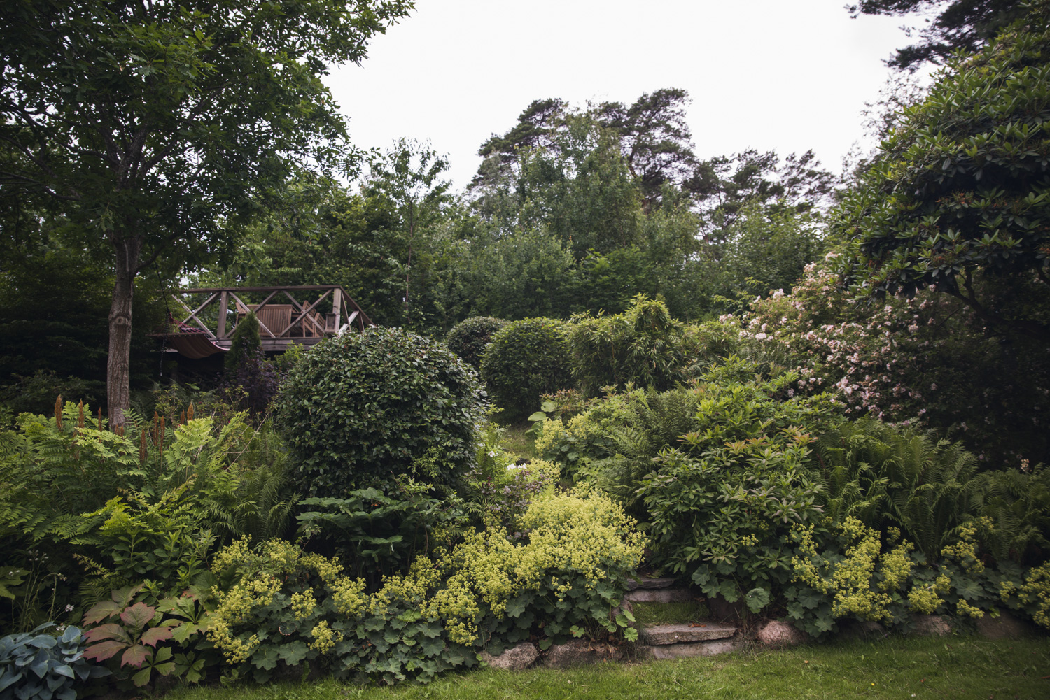 Trädgård med grönskande växter.