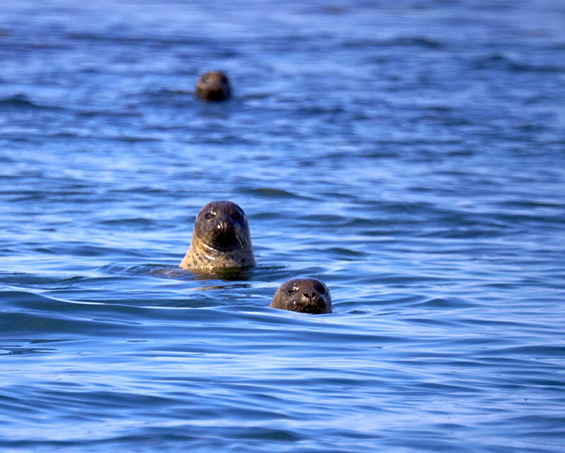 Säl som tittar upp i havet.