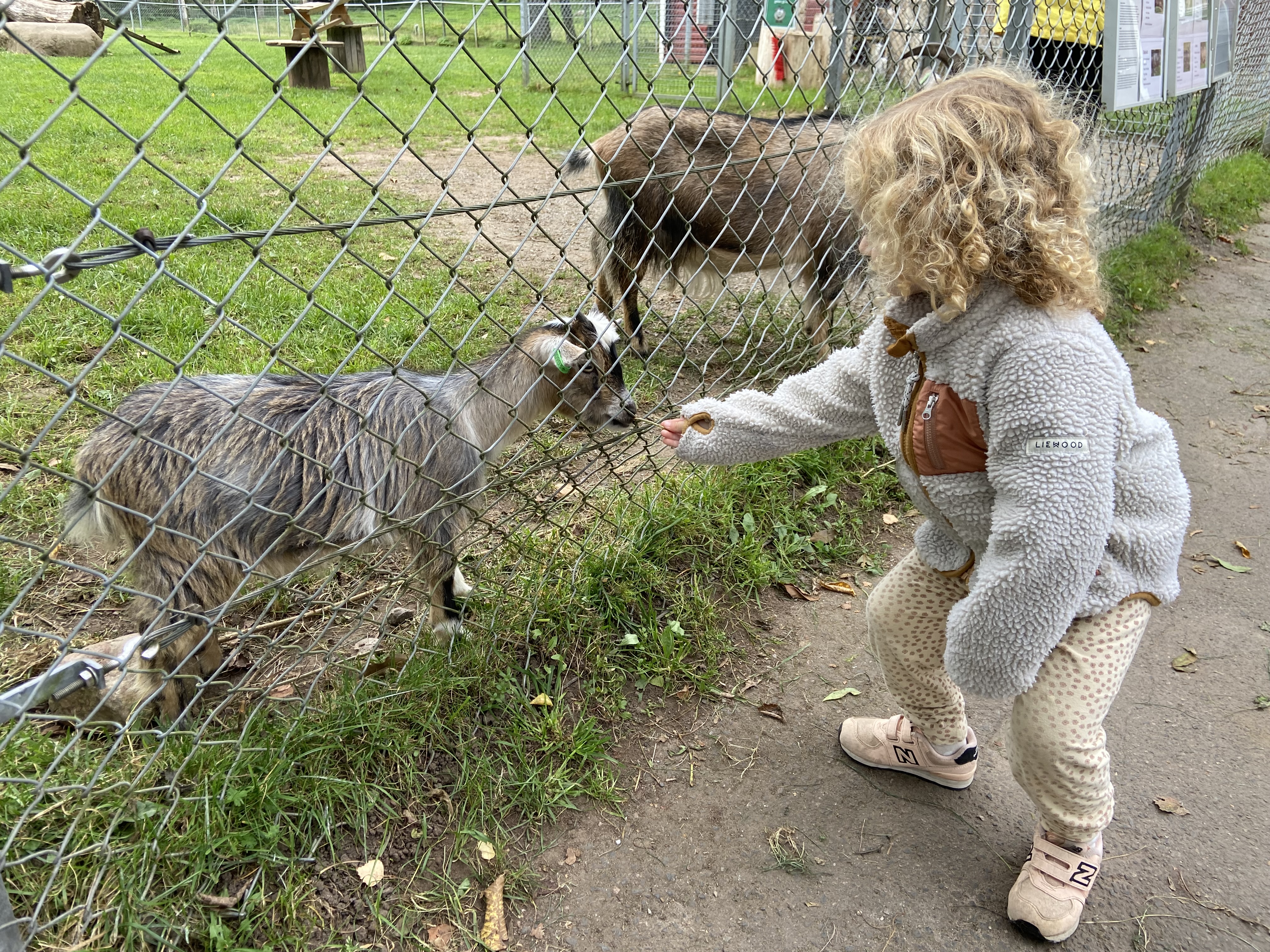 A child feeds a goat.