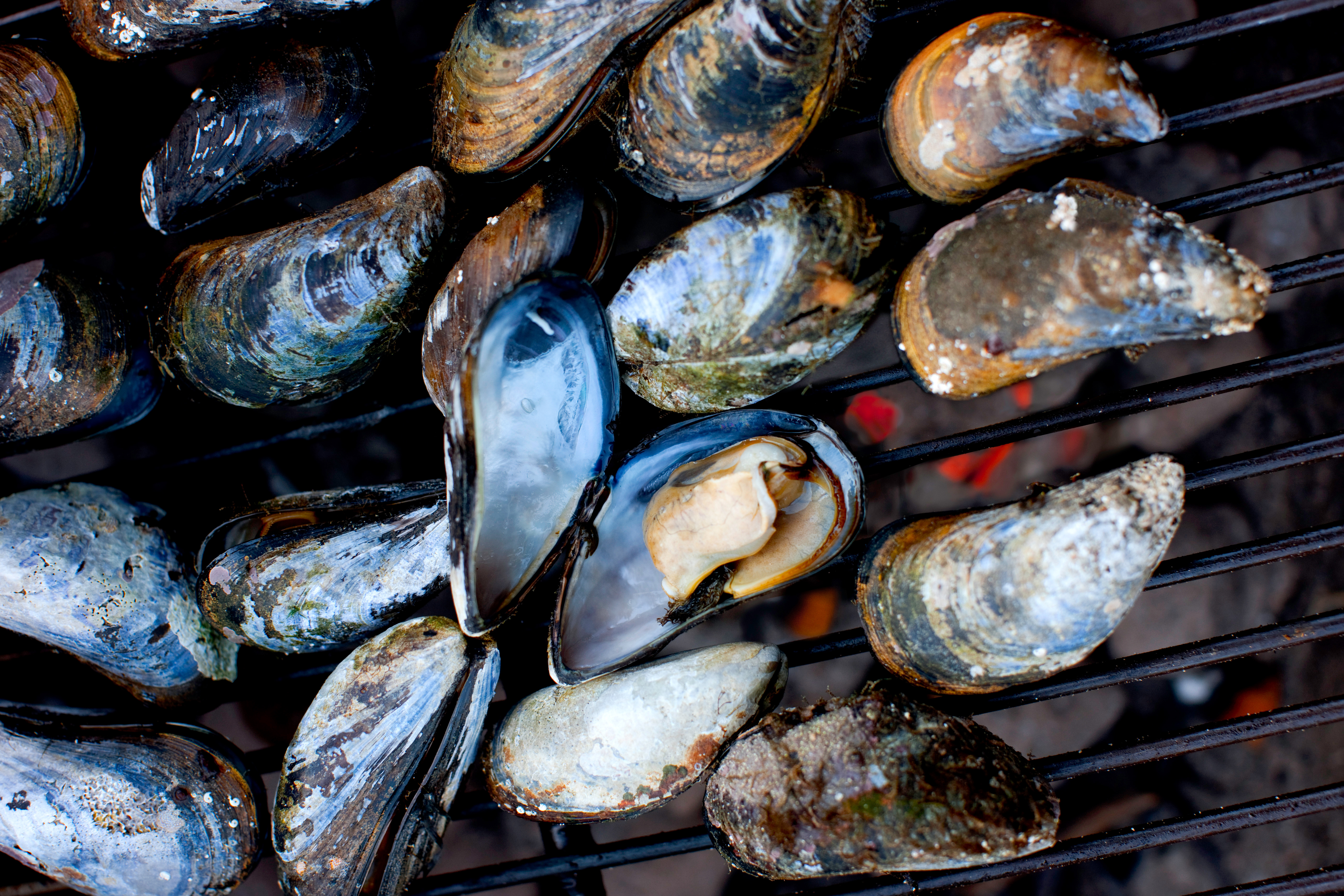 Blåmusslor på en grill.