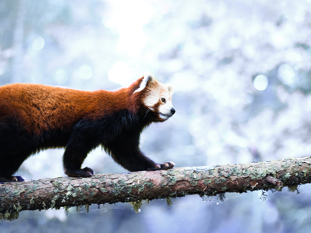 Röd panda på gren.