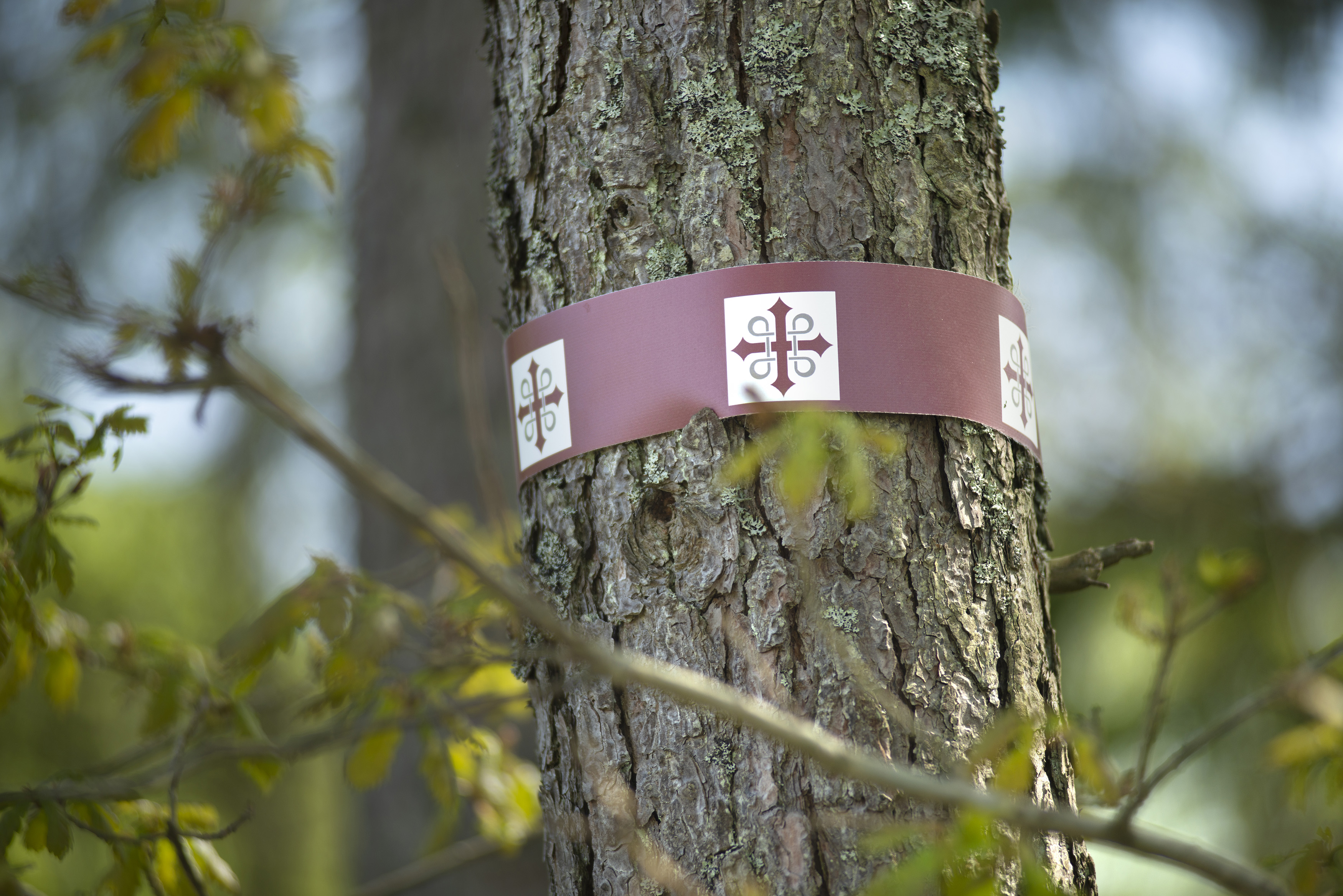 Pilgrimsmärket på ett träd.