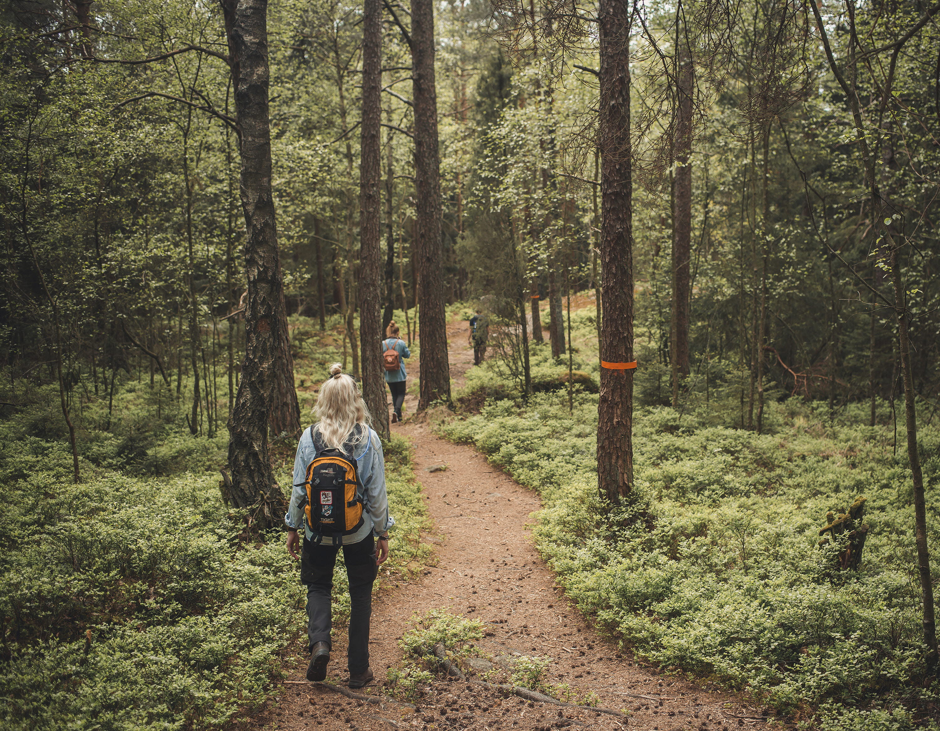 A hiker in a green forest.