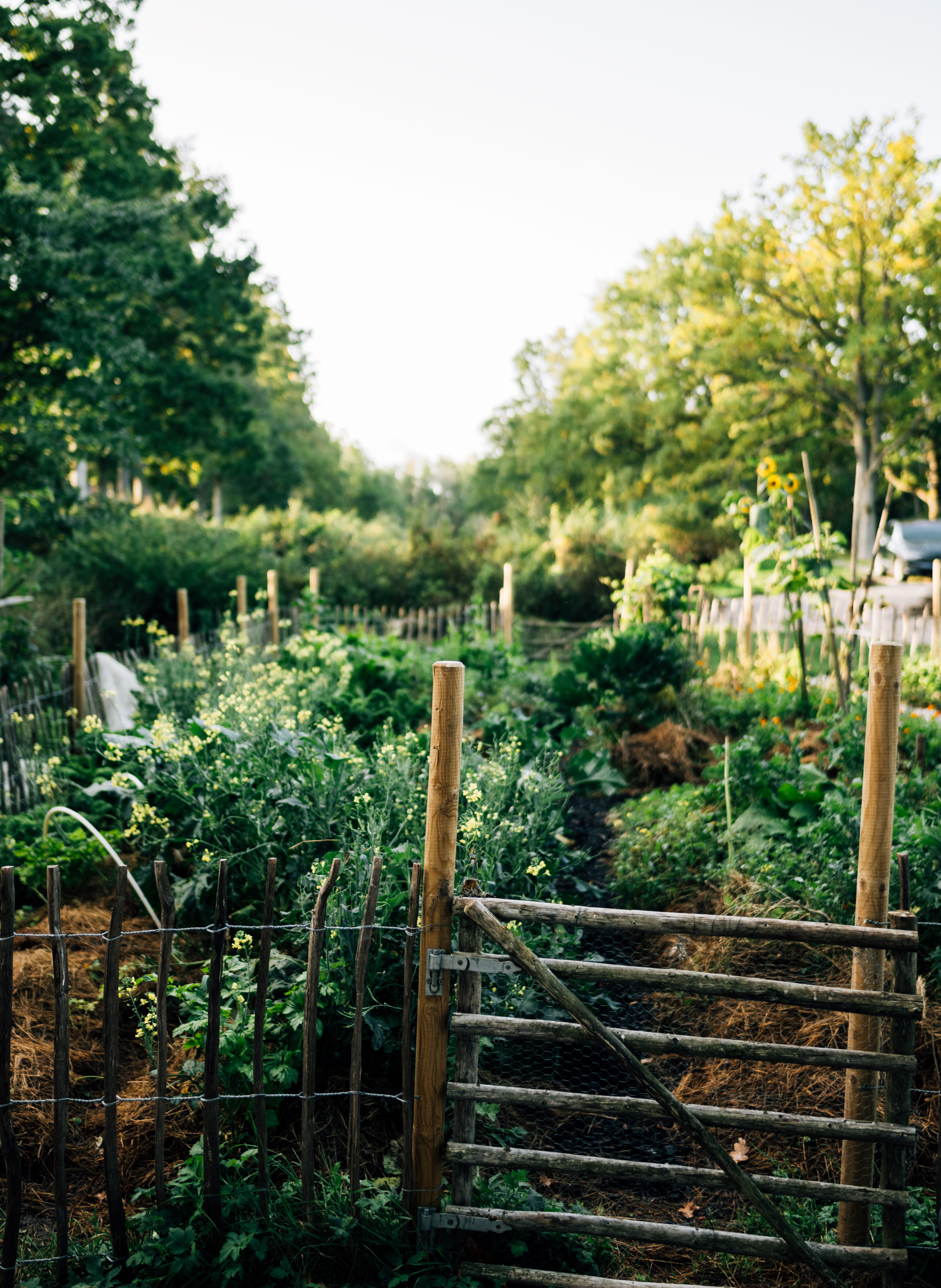 Garden at Swedish country living