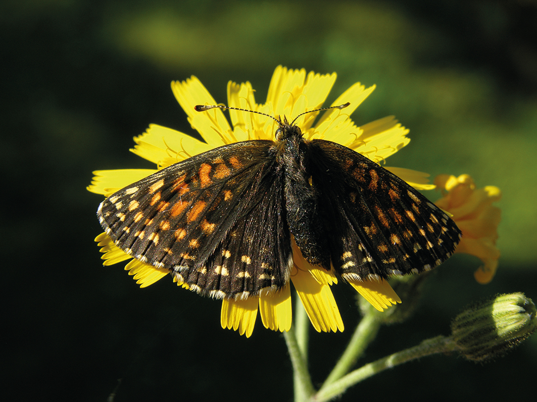 Naturreservat Getebuberget