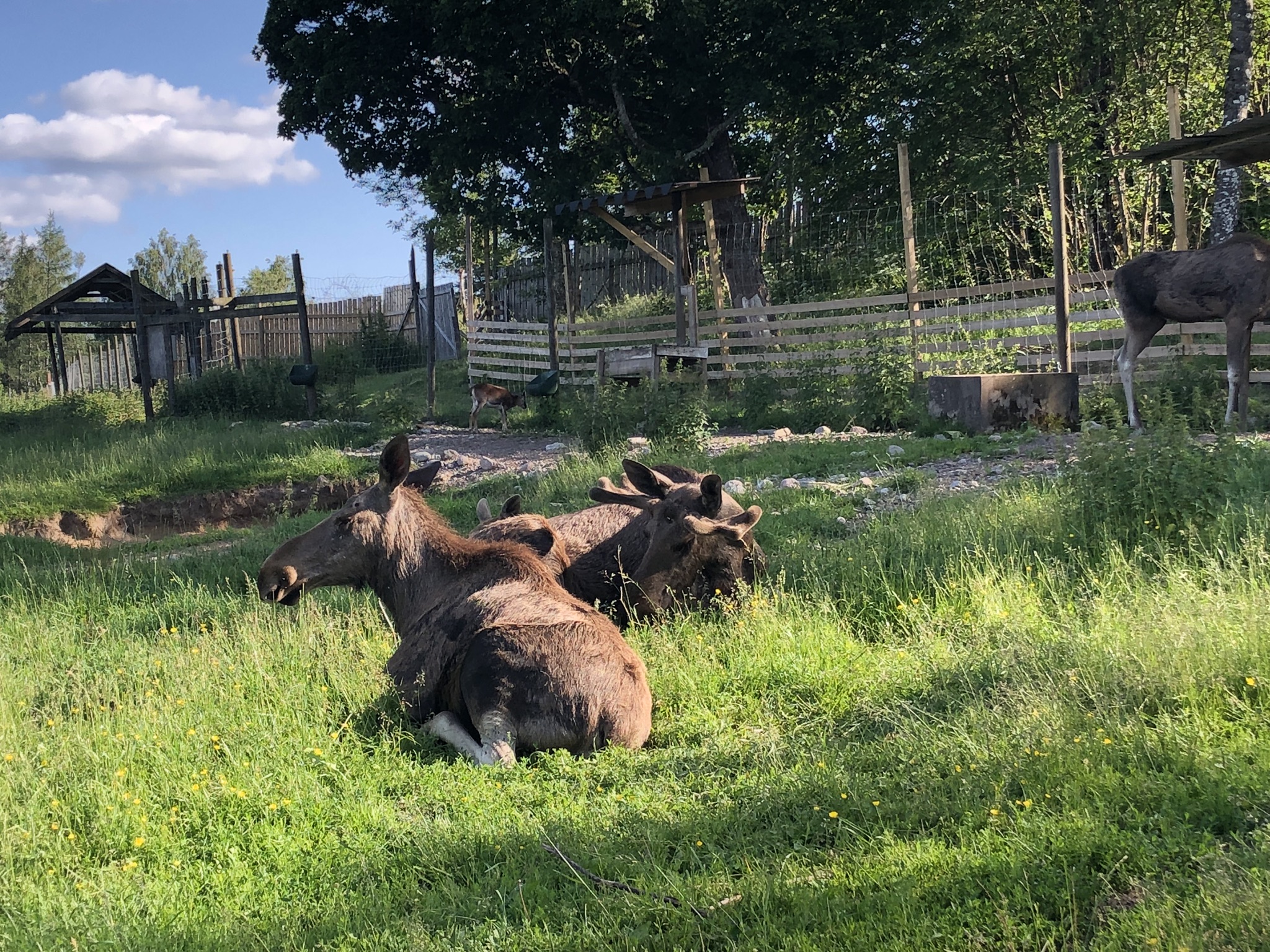 Moose at Dalslands Aktiviteter