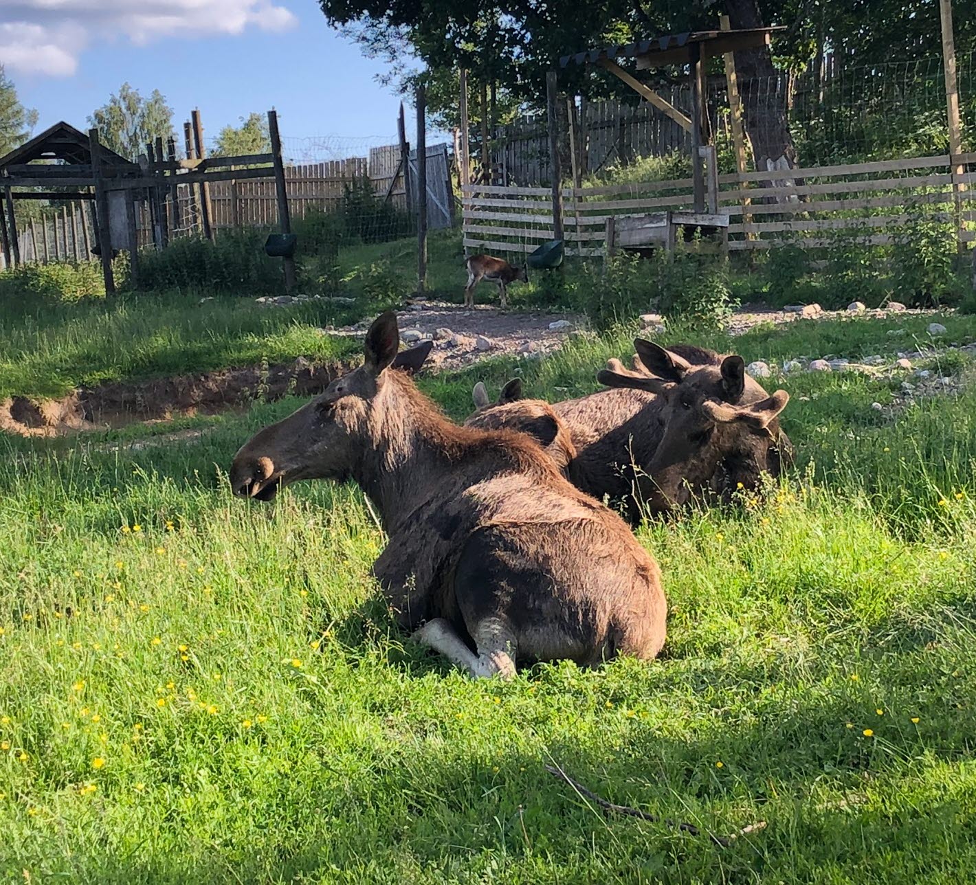 Dalslands Aktiviteter älg 