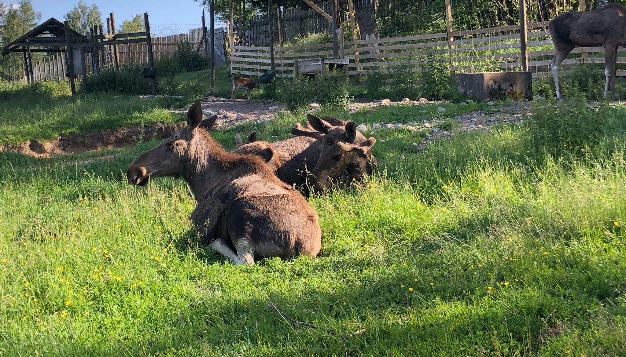 Dalslands Aktiviteter älg 