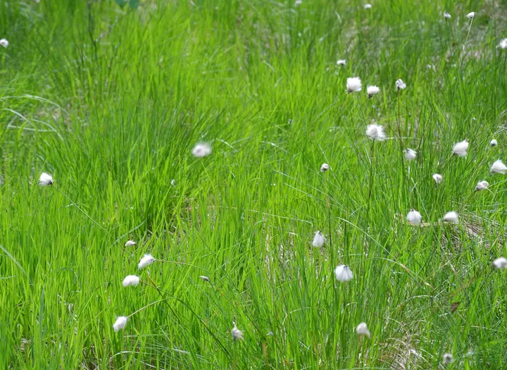 Öjemossen Naturreservat