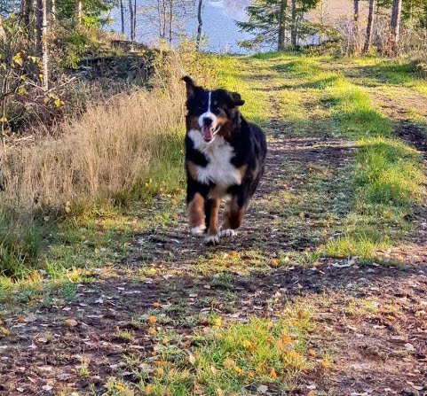 Hund på Lillesjö Stuguthyrning.
