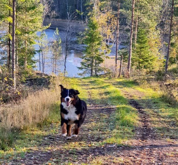 Hund på Lillesjö Stuguthyrning.
